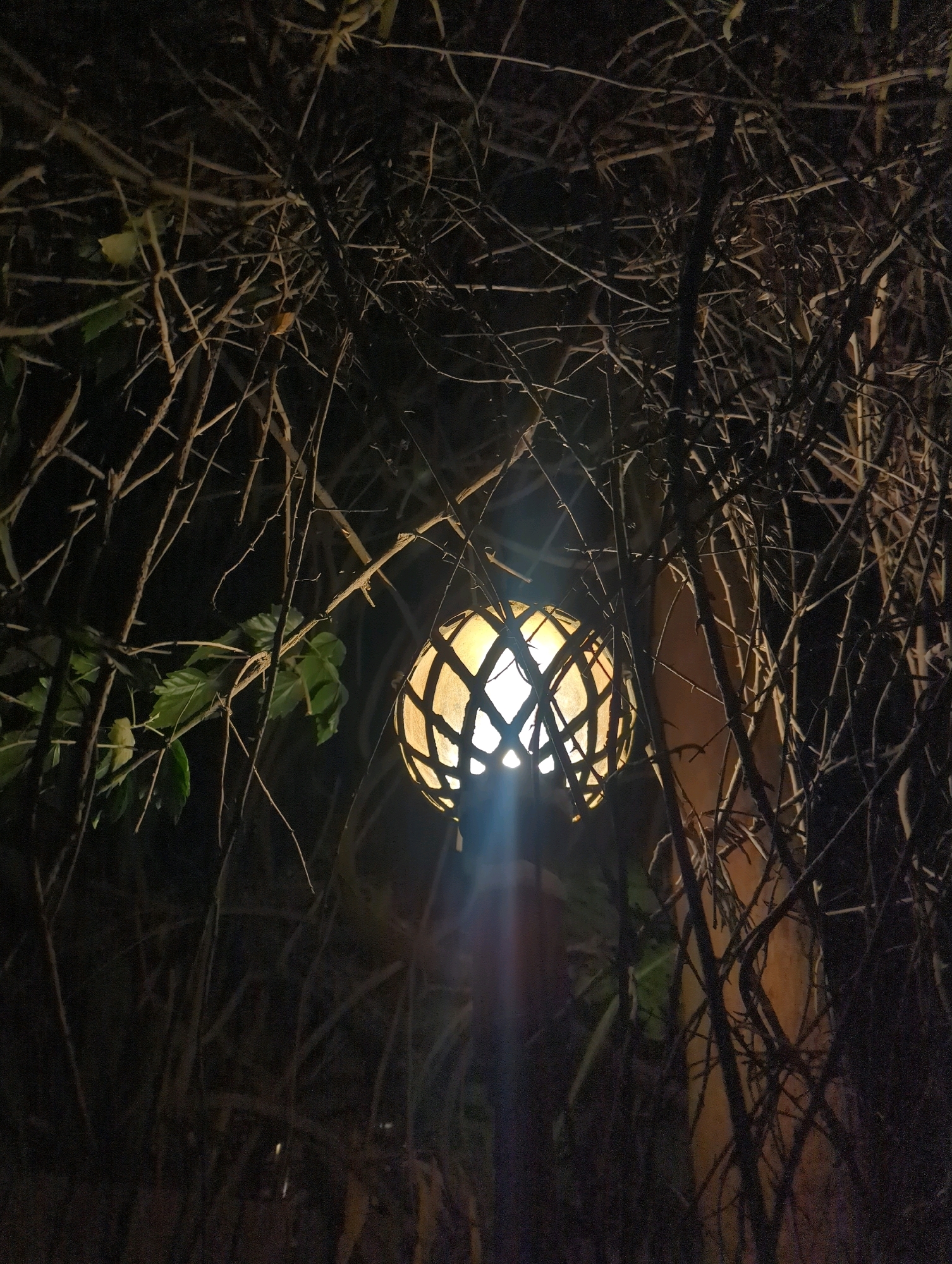 In the city of Musanze District, Rwanda, a close-up, low-angle shot captures a lit lantern partially obscured by thorny branches against a dark background. The lantern, with a woven or latticed design, emits a warm yellow glow, with a bright light ray extending downwards. Green leaves are visible to the left of the lantern, contrasting with the dry, leafless branches that dominate the frame. The overall impression is one of an outdoor setting at night, possibly a garden or pathway, illuminated by the lantern.