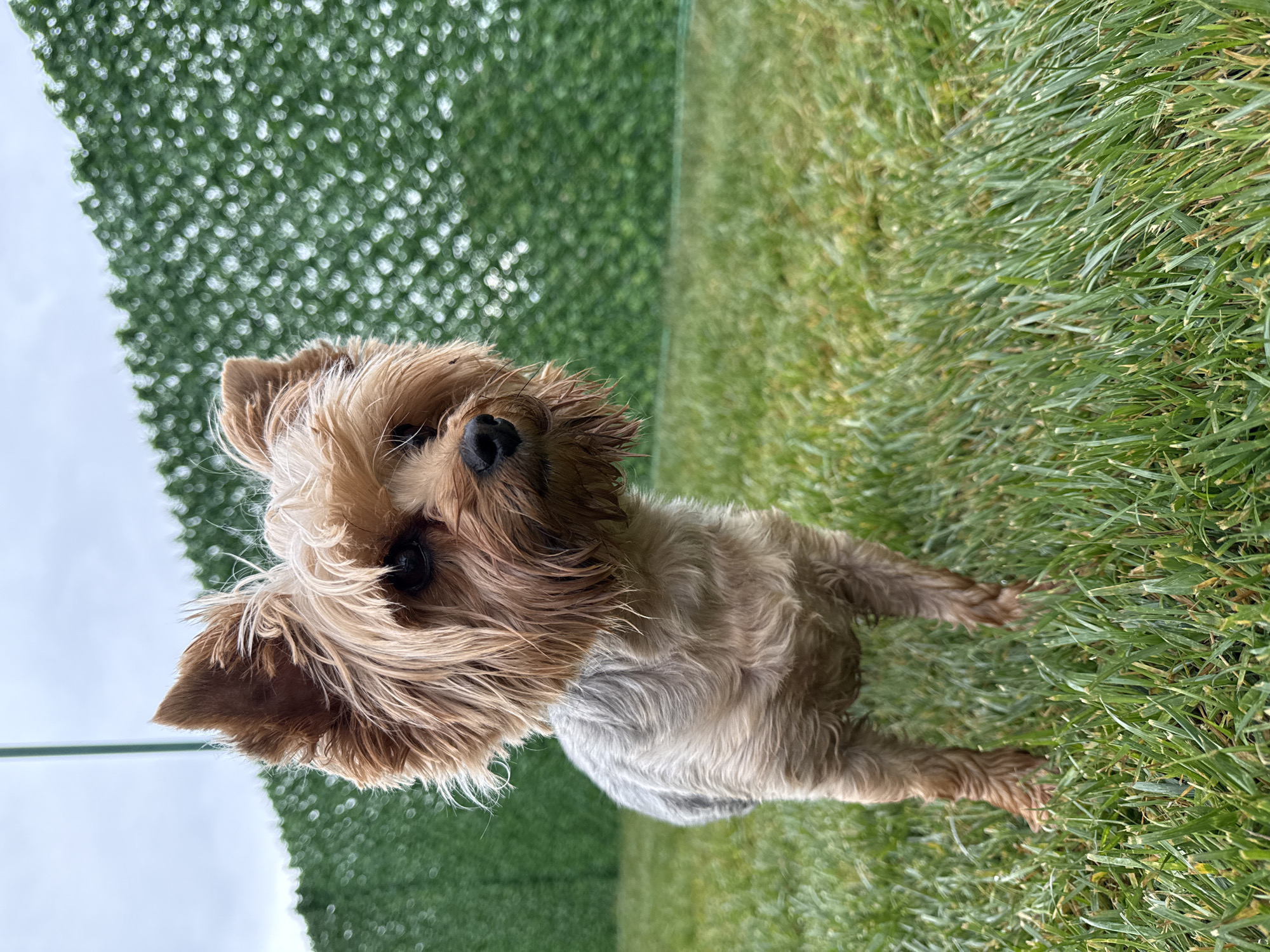 A small, long-haired tan and gray Yorkshire Terrier-like dog stands on a patch of green grass. The dog faces the camera with a slight head tilt. Behind the dog is a vertical green hedge. The sky is overcast. The location is not discernible from the image. There is no indication that the image was taken in Kubratovo, Bulgaria.