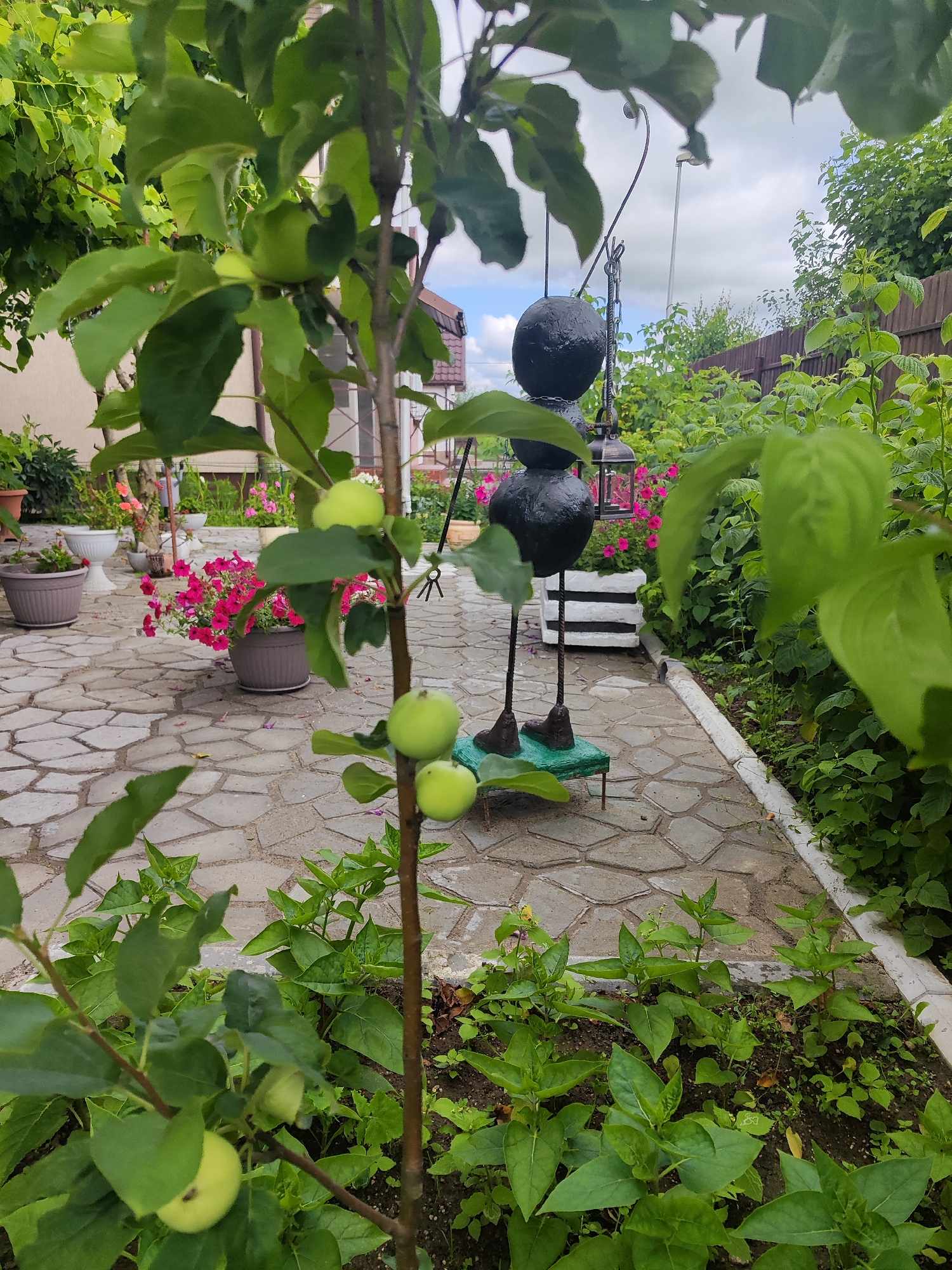 In Gvardeysk, Russia, an outdoor scene unfolds in a backyard garden. The foreground features a young apple tree with developing green fruit, its branches partially obscuring the view. To the left, a paved walkway with an irregular stone pattern leads into the garden. Further back, a black metal garden sculpture resembling an ant stands prominently. This sculpture has a segmented body and thin legs, and it's mounted on a green base. Beside the ant sculpture is a white planter box with black stripes, containing bright pink petunias. Several other potted plants, including those with pink flowers and green foliage, are scattered around the patio area. A wooden fence encloses the garden, and lush green vegetation, including what appears to be raspberry bushes, grows densely along the fence line and the edge of the walkway. The sky above is cloudy. The overall impression is one of a well-maintained garden space, decorated with a whimsical garden ornament.