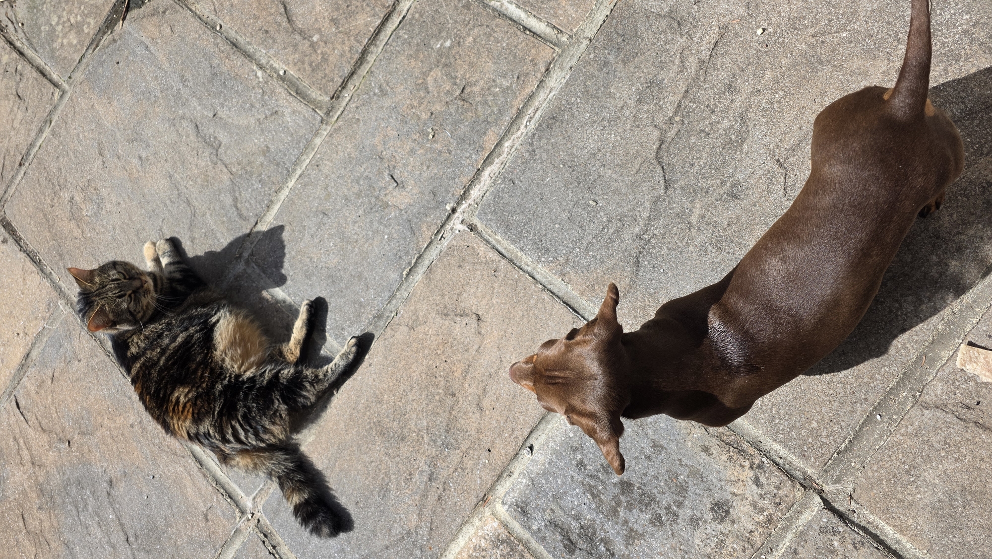 In a courtyard paved with large, irregular stone tiles, a tabby cat lies on its side, basking in the sunlight. The cat has black, brown, and tan stripes and its paws are tucked beneath it. Nearby, a brown dachshund is facing away from the camera, looking up at the cat. The dog is positioned on the lower half of the frame, with its back to the viewer. The scene is illuminated by strong sunlight, casting distinct shadows on the pavement. The location is described as Unknown, Unknown.