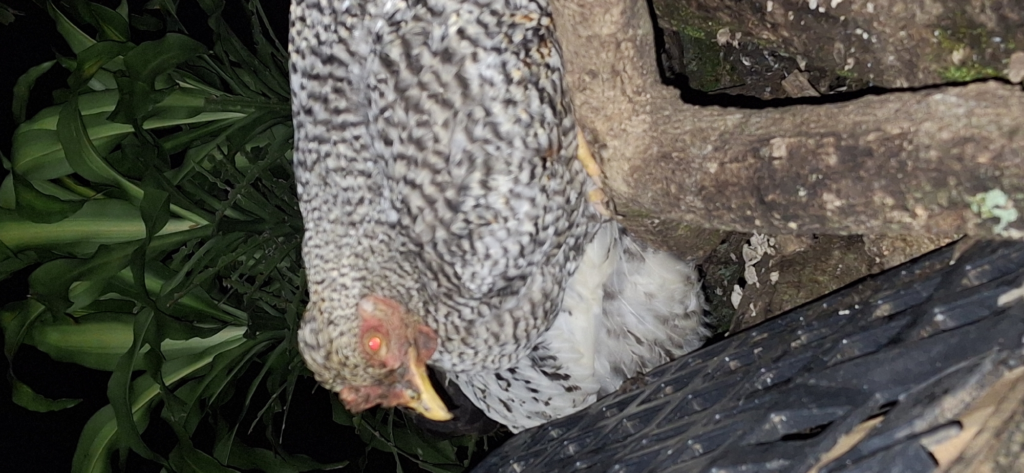 A barred rock hen with mottled black and white feathers is perched on a thick tree branch at night in a garden in Vallecito, Venezuela. The hen's eyes are reflecting red light. To its left, a large black plastic object is visible, and behind it, large green leaves are present. The ground beneath the branch is covered with small white mushrooms and dirt.