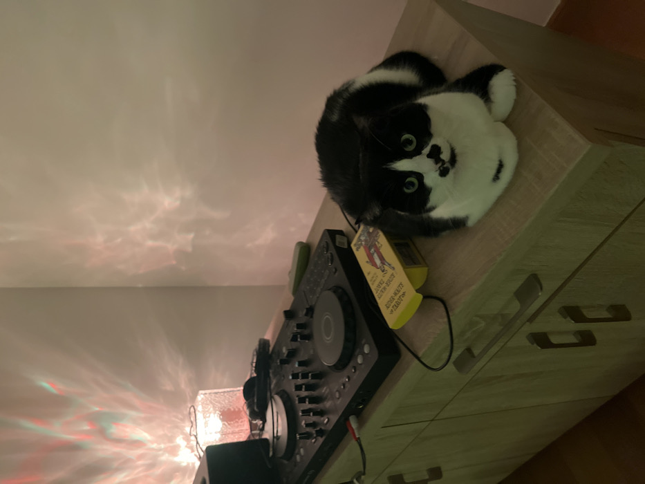 A black and white cat sits atop a wooden dresser next to DJ equipment. A set of Rider-Waite Tarot cards is near the cat. The dresser has horizontal metal pulls and a light wood grain. The ceiling reflects a pattern of colorful light, possibly from a lamp. A speaker and headphones are also visible near the DJ equipment.