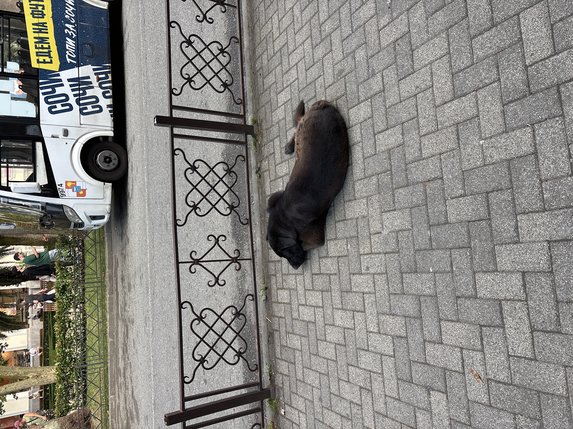 A dark-colored, medium-sized dog with long fur lies on a herringbone-patterned brick sidewalk. The dog is on its side, with its head resting on its front paws. In the background, a white and blue bus with Cyrillic text, including "СОЧИ" (Sochi) and "ЕДЕМ НА ФУТ" (going to football), is parked on an asphalt road. A decorative metal fence separates the sidewalk from the road and a grassy area with trees and benches. Several people are visible in the background, some sitting on benches and others walking. The environment appears to be an urban outdoor setting in Sochi, Russia, likely a public walkway near a road.