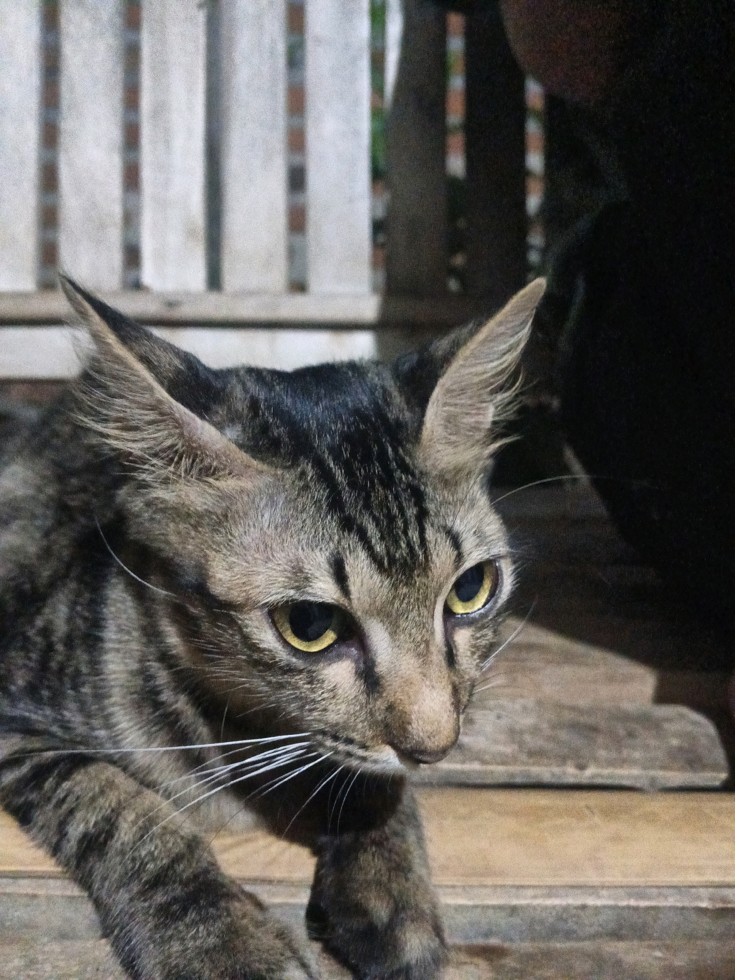 A close-up, eye-level shot captures a tabby cat with striking yellow eyes, positioned on wooden planks. The cat's fur displays a pattern of brown, black, and gray stripes. Its ears are perked forward, and its whiskers are prominent. Behind the cat, a blurred background features vertical wooden slats, suggesting a fence or a similar structure. To the right of the cat, a dark, out-of-focus shape implies the presence of another object or possibly a person. The lighting is dim, casting subtle shadows and highlighting the cat's features. The scene appears to be outdoors, with the natural textures of wood and the cat's fur being the primary elements.