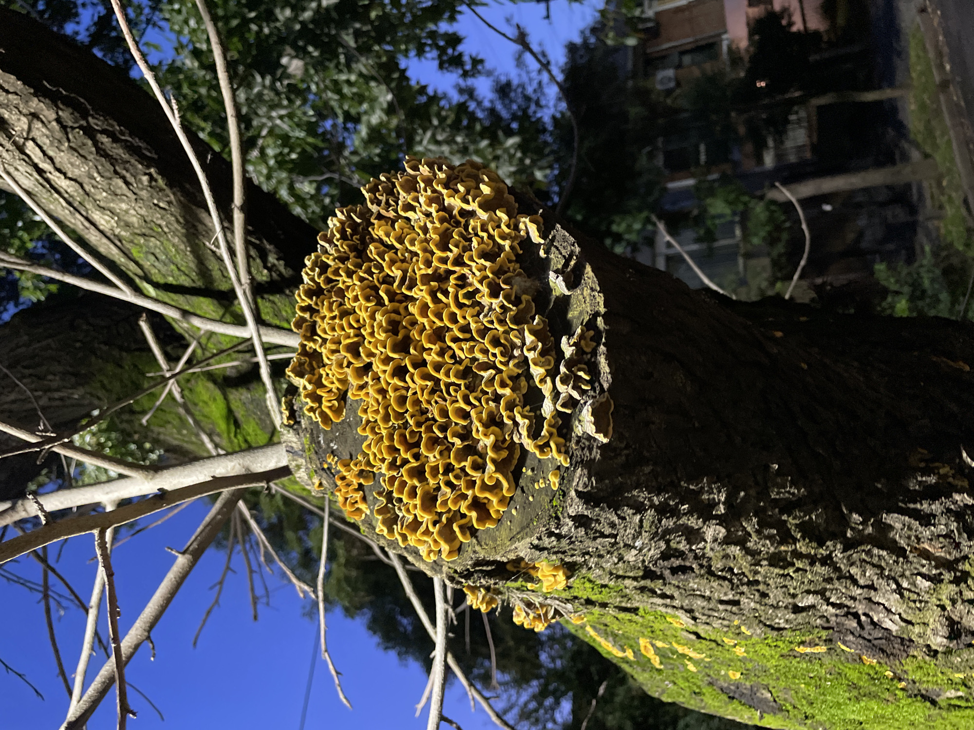An image captured during the evening or night showcases a tree trunk with a large cluster of vibrant yellow fungi, illuminated against a deep blue sky. The tree trunk, appearing diagonally across the frame, features rough, dark gray-brown bark partially covered by patches of bright green moss.
The prominent subject is a dense aggregation of numerous small, bright yellow-orange fungi, covering a significant area of the tree's surface. These fungi exhibit a distinct wavy, ruffled, or ear-like morphology, forming a textured, somewhat convoluted pattern. Smaller groupings of similar fungi are also visible elsewhere on the trunk.
Sparse, bare branches extend from the main trunk and into the sky, creating foreground elements. The background consists of out-of-focus dark green foliage from other trees and a dimly lit, multi-story building, suggesting an urban or suburban setting. The scene is brightly lit, likely by an artificial light source, which dramatically highlights the fungi and tree against the darker sky and background elements. There are no people or discernible text in the photograph. The image captures a detailed natural phenomenon within an urban environment, consistent with the location context of Vicente López, Argentina.