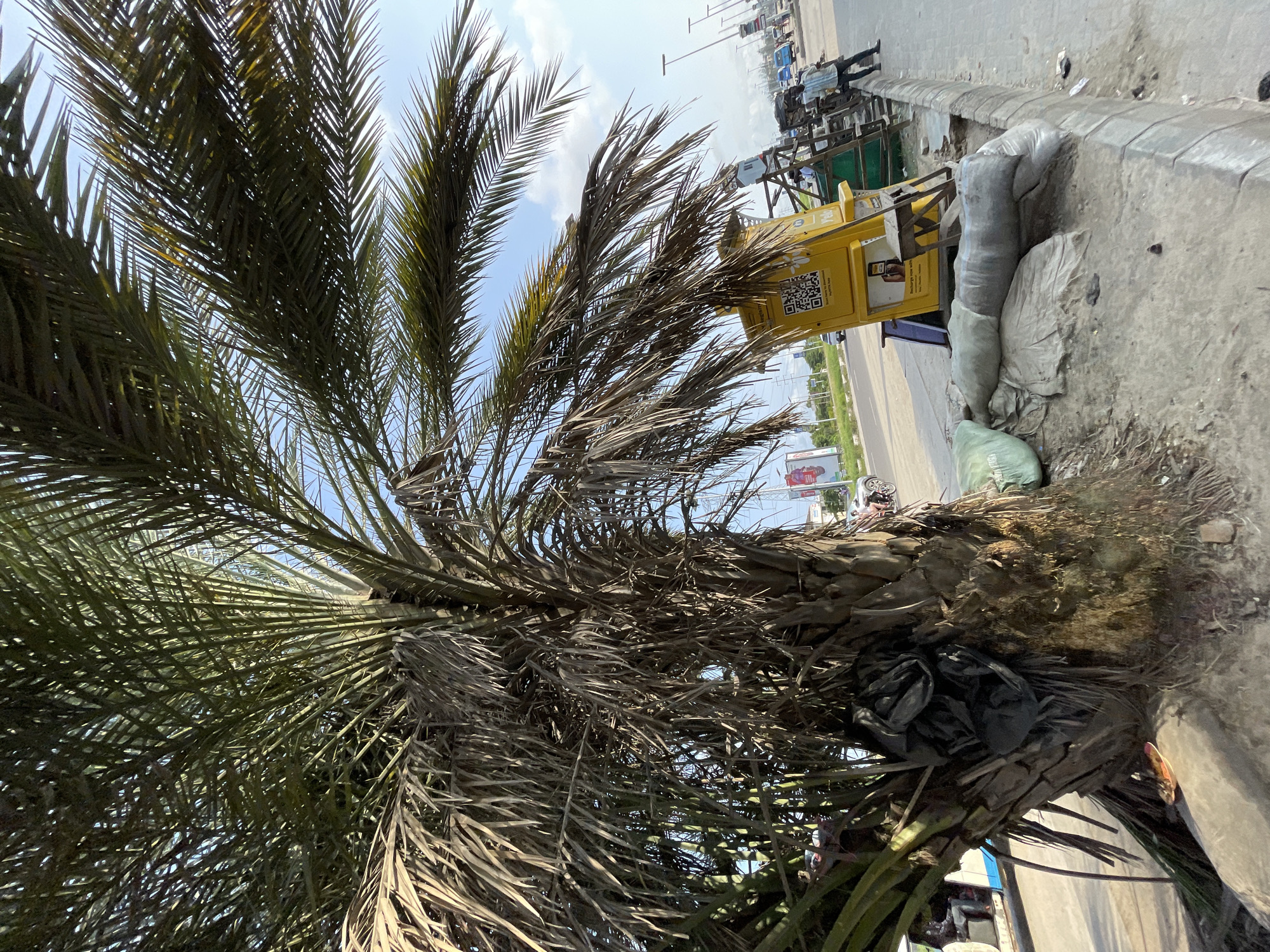 The image shows a street scene in Lekki, Nigeria, dominated by a large palm tree in the foreground. The tree has a thick, rough trunk with green and dried fronds. Black plastic bags are stuffed into a cavity at the base of the trunk. Several large sacks, some green and some light gray, are placed on the ground near the tree.
Behind the palm tree, a yellow kiosk with a QR code and an image of a phone is visible. To the right of the kiosk, there is a wooden structure with green material and some metal. A man in a blue and white striped shirt and dark pants stands near this structure, facing away from the camera. Further down the street, there are other people, vehicles including cars and buses, and utility poles. The ground is paved, with a concrete curb running alongside the road. The sky is blue with some clouds. The overall impression is an urban street environment.