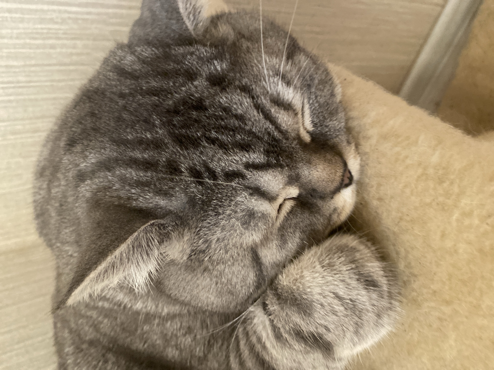 This is a close-up, high-angle shot of a grey tabby cat sleeping on a beige, textured surface, possibly a scratching post or cushion. The cat is curled up with its face nestled into its paws, eyes closed, appearing to be in a deep sleep. The background is a lightly textured wall with a horizontal baseboard. The lighting is soft, with a warm tone. The image does not provide any information about the location in the city of Mykytyntsi, Ukraine.