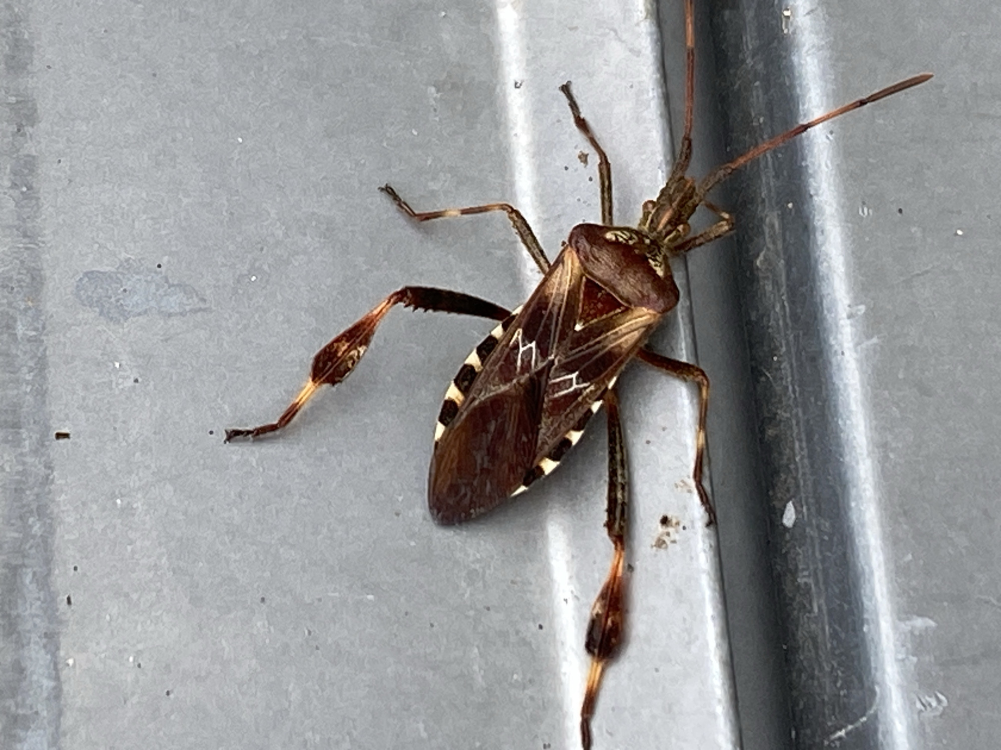 The image shows a close-up, high-angle view of a Western conifer seed bug (Leptoglossus occidentalis) on a gray, metallic surface. The bug is oriented diagonally, with its head to the lower right and its abdomen extending towards the upper left. Its dark brown body is marked with distinctive white markings on its wings, including a zig-zag pattern. The bug's legs are slender and reddish-brown, with prominent hind legs that are characteristic of the species, featuring a flattened, leaf-like segment. The surface it rests on appears to be weathered and slightly textured. There are no people or other animals visible in the image. The setting is an outdoor environment within the city of Purkersdorf, Austria, though specific landmarks are not discernible. The lighting suggests it is daytime.