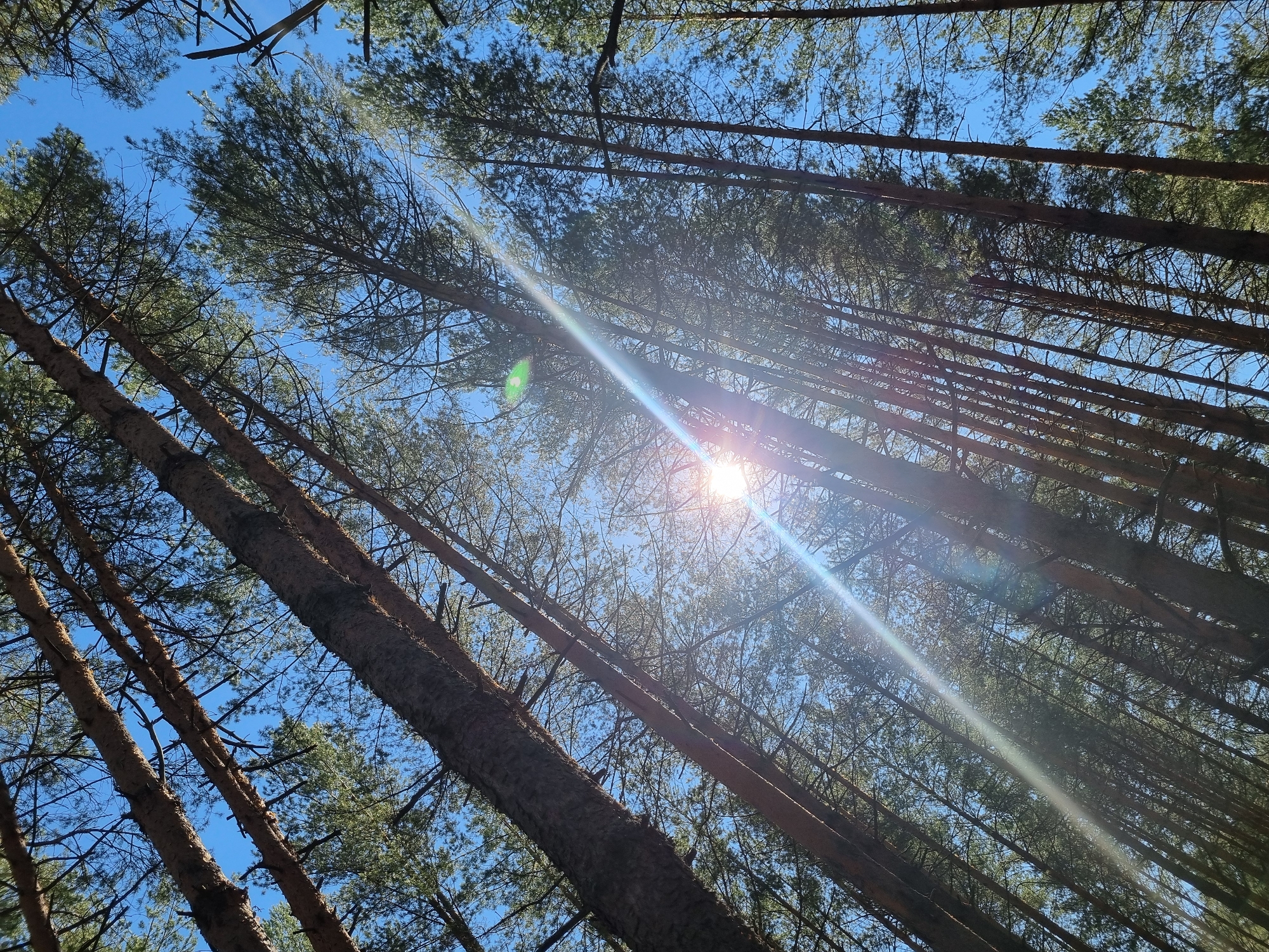 The image depicts a view looking up through a dense forest canopy towards a bright, midday sun. The trunks of tall, straight trees are visible, angled towards the upper right, with the sun appearing between the branches. The sky is a clear, light blue. The location, based on the prompt, is in a forest within the city of Chaikovsky, Russia.