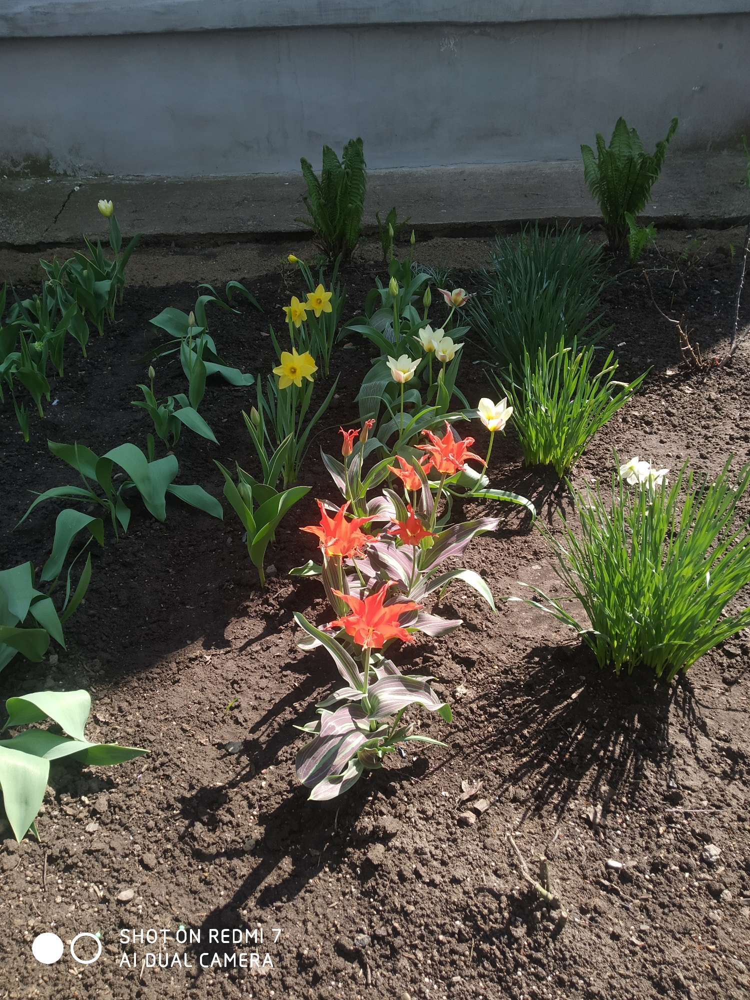 The image depicts a flowerbed in Chaikovsky, Russia, with several types of flowers and plants growing in dark soil. There are yellow daffodils, orange and white tulips, and clumps of green grass-like plants. Some ferns are planted along the back of the flowerbed, near a grey concrete wall. The sunlight creates shadows on the soil, indicating the presence of sunlight. There are no people visible in the image. The ground appears to be recently tilled or prepared for planting.