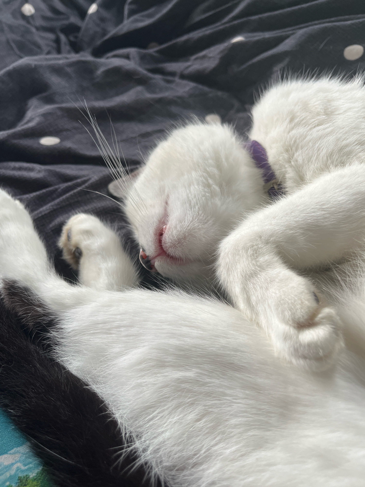 A close-up, low-angle shot shows a sleeping white cat with black markings on a dark, wrinkled fabric with a subtle white polka-dot pattern. The cat is curled up, with its head resting on its paws. A thin purple collar is visible around its neck. The cat's nose and mouth are slightly pink, and its eyes are closed. Sunlight illuminates the cat's fur. The background fabric is dark and textured, possibly a bedsheet or blanket. No specific location within Ureki, Georgia is identifiable.