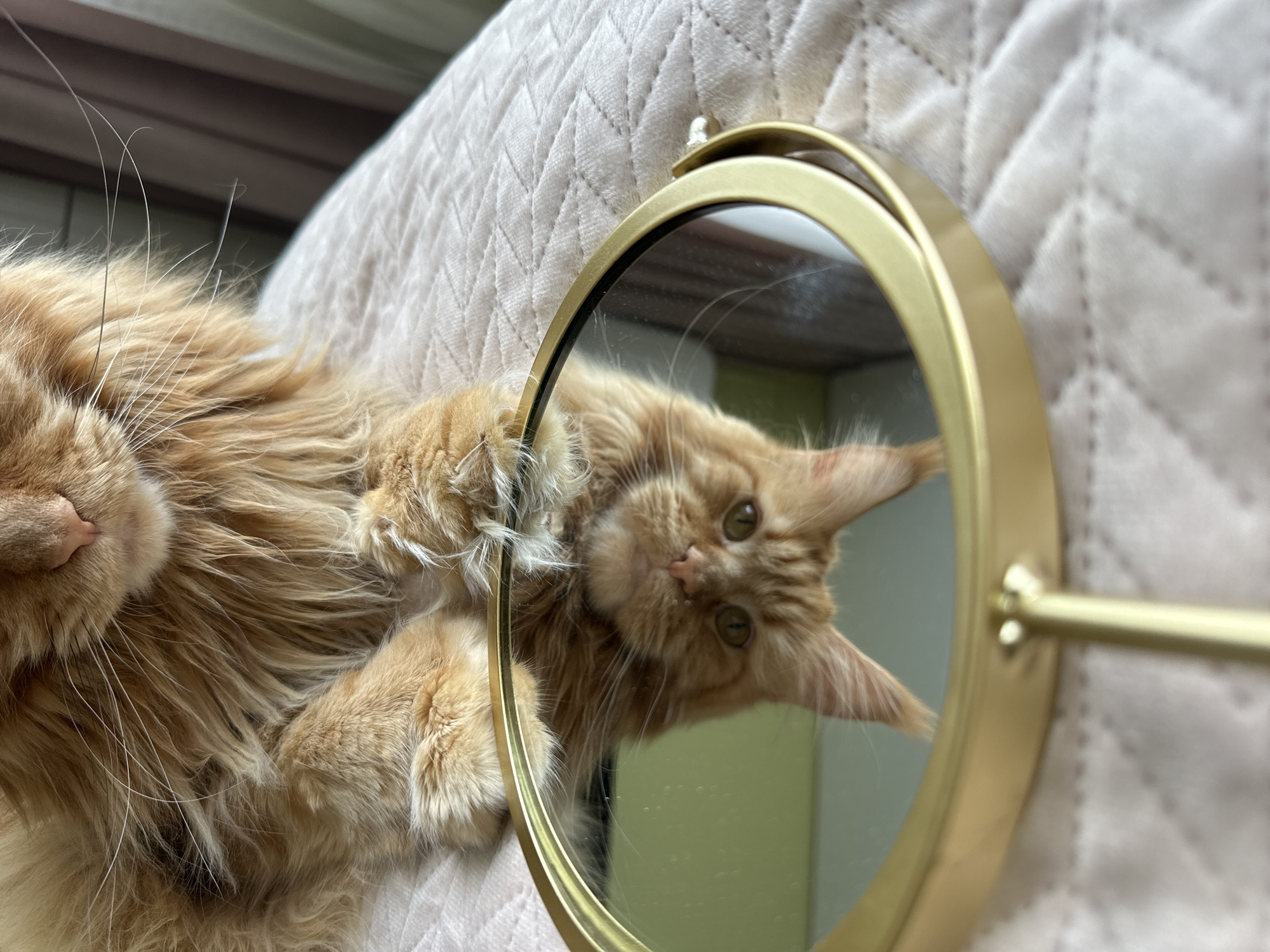 A ginger cat is lying on a quilted pink surface, its paws resting on a gold-rimmed circular mirror. The cat's face is visible in the reflection, upside down, with its ears perked and eyes wide. The background shows a blurry curtain. The scene is indoors, likely in a residential setting. The image's metadata does not contain location information for Chaikovsky, Russia.