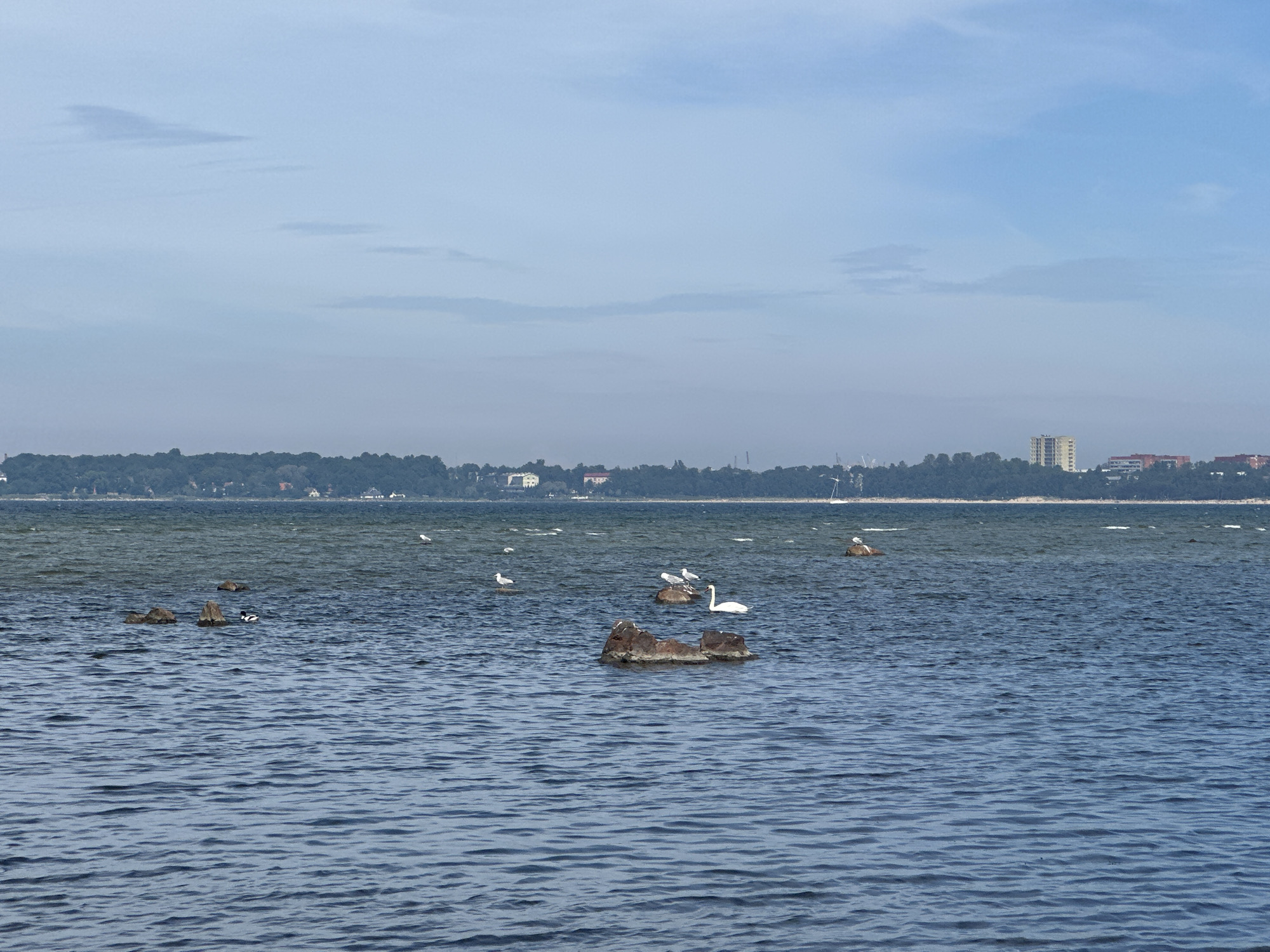 This image depicts a wide shot of the Baltic Sea with a distant shoreline of Tallinn, Estonia. In the foreground, the deep blue water is rippled by a gentle breeze. Several large, dark rocks jut out from the water, serving as perches for birds. On one cluster of rocks, a white swan is prominent, accompanied by several seagulls. Another rock further to the left has a pair of ducks swimming near it. The middle ground features a hazy, tree-lined coastline with buildings visible in the distance, including some taller structures that suggest an urban environment. The sky is a pale blue with wispy, high-altitude clouds. The overall impression is one of a tranquil, natural scene on the outskirts of a city.