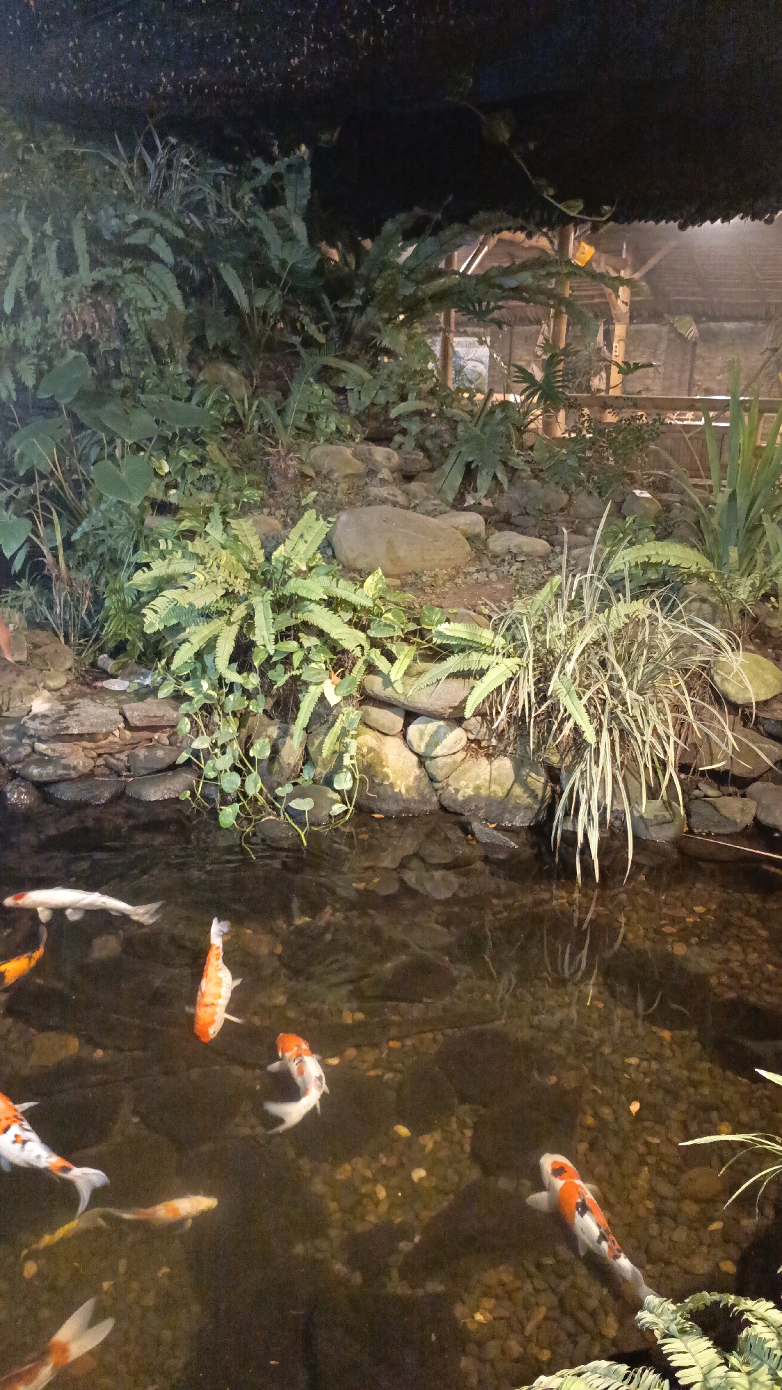 The image depicts a koi pond with several fish swimming. The pond is bordered by rocks and lush green vegetation, including ferns and other plants. The water is dark and reflects the surrounding greenery. In the background, there appears to be a thatched roof structure with wooden supports, suggesting an outdoor seating area or pavilion. The overall impression is of a tranquil, natural setting, possibly part of a restaurant or garden in Pringsewu, Indonesia. There are no people visible in the image.