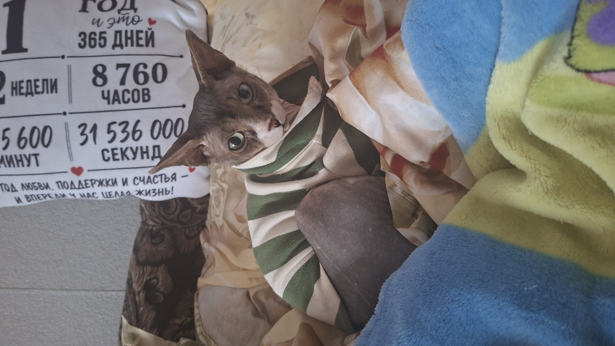 A hairless cat wearing a green and white striped sweater is lying on a bed. The cat has large, pointed ears and green eyes. The bed is covered with a patterned blanket and a blue and yellow fuzzy blanket. In the background, a white sheet with text and numbers is visible. The scene appears to be indoors, possibly in a bedroom. There are no people visible in the image. The specific location within Забалоцкі сельскі Савет, Belarus cannot be determined from the image alone.