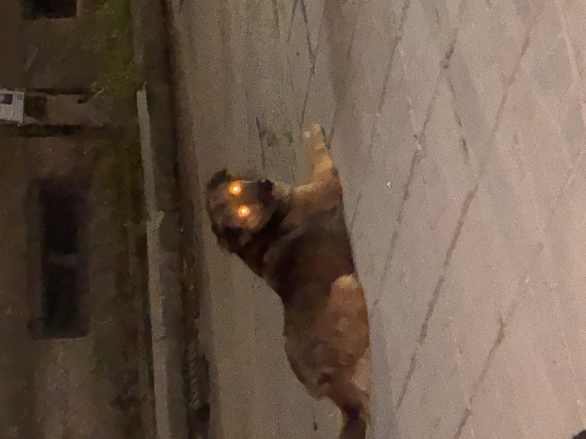 This low-light image captures a medium-sized dog in an outdoor setting, likely at night, in Lom, Bulgaria. The dog, which has a mix of light brown and darker fur, is positioned vertically in the frame, appearing to stand on or lean against a light-colored paved surface. Its eyes glow intensely with an orange-yellow hue, a result of the tapetum lucidum reflecting light, characteristic of flash photography in darkness. The dog is looking directly towards the camera.
The paved surface, possibly a sidewalk or courtyard, occupies the right side of the image and displays faint diagonal patterns. To the dog's left, the scene is significantly darker, revealing shadowy ground that could be asphalt or concrete, with minimal, blurry hints of green vegetation. In the far left background, indistinct dark rectangular shapes suggest parts of a building or other man-made structures. The overall lighting is dim, emphasizing the dog's luminous eyes and creating a mysterious ambiance. There is no visible text in the image.