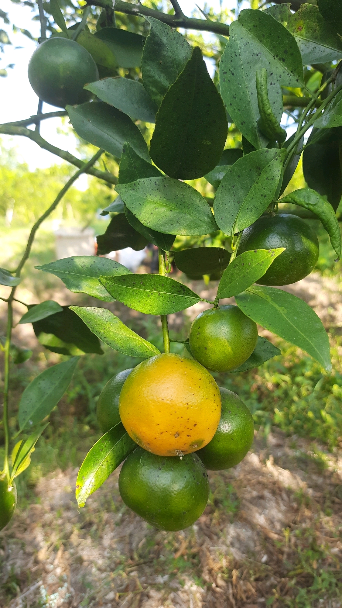 A close-up, eye-level shot captures a cluster of oranges on a branch, with a single orange partially ripe and yellow, contrasting with several unripe green ones. The oranges are wet, possibly from recent rain or dew, and their surfaces show small, dark blemishes. The leaves are dark green, some showing similar speckling. The background is blurred, showing greenery and the dappled light of an outdoor setting, likely a garden or orchard in Kebonrejo, Indonesia, given the context. No people are visible in the frame.
