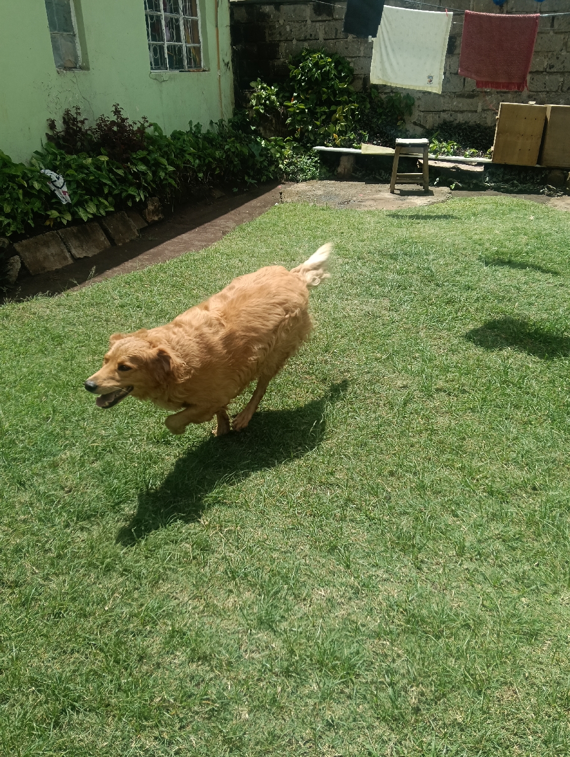 This image depicts a sunny outdoor scene, likely a residential backyard, in Nairobi, Kenya. The primary subject is a medium-sized golden retriever dog, captured mid-run across a lush green lawn. The dog's golden-brown fur is illuminated by bright sunlight, and its mouth is slightly open, conveying a sense of joy or exertion. Its tail is curly and appears blurred due to motion, emphasizing its active state.
The ground is covered with vibrant green grass, and distinct, elongated shadows are cast by the dog and other unseen elements, indicating a clear, sunny day, likely during mid-morning or afternoon.
In the background, to the left, a light green building, possibly a house, is visible with two windows. Dark green bushes and plants grow along the base of this building and extend towards the back of the yard. A narrow strip of exposed earth separates the lawn from these plants. Further back, a stone wall marks the property boundary. Two towels, one white and one reddish-brown, are seen hanging from a clothesline above this wall, drying in the sun. Below the clothesline, there's a simple concrete bench and a small wooden stool. On the far right of the background, some wooden panels or boards are propped against the wall.
The scene exudes a cheerful and energetic atmosphere, characteristic of a dog enjoying an open space on a beautiful day. There are no people visible, nor is any text present in the image.