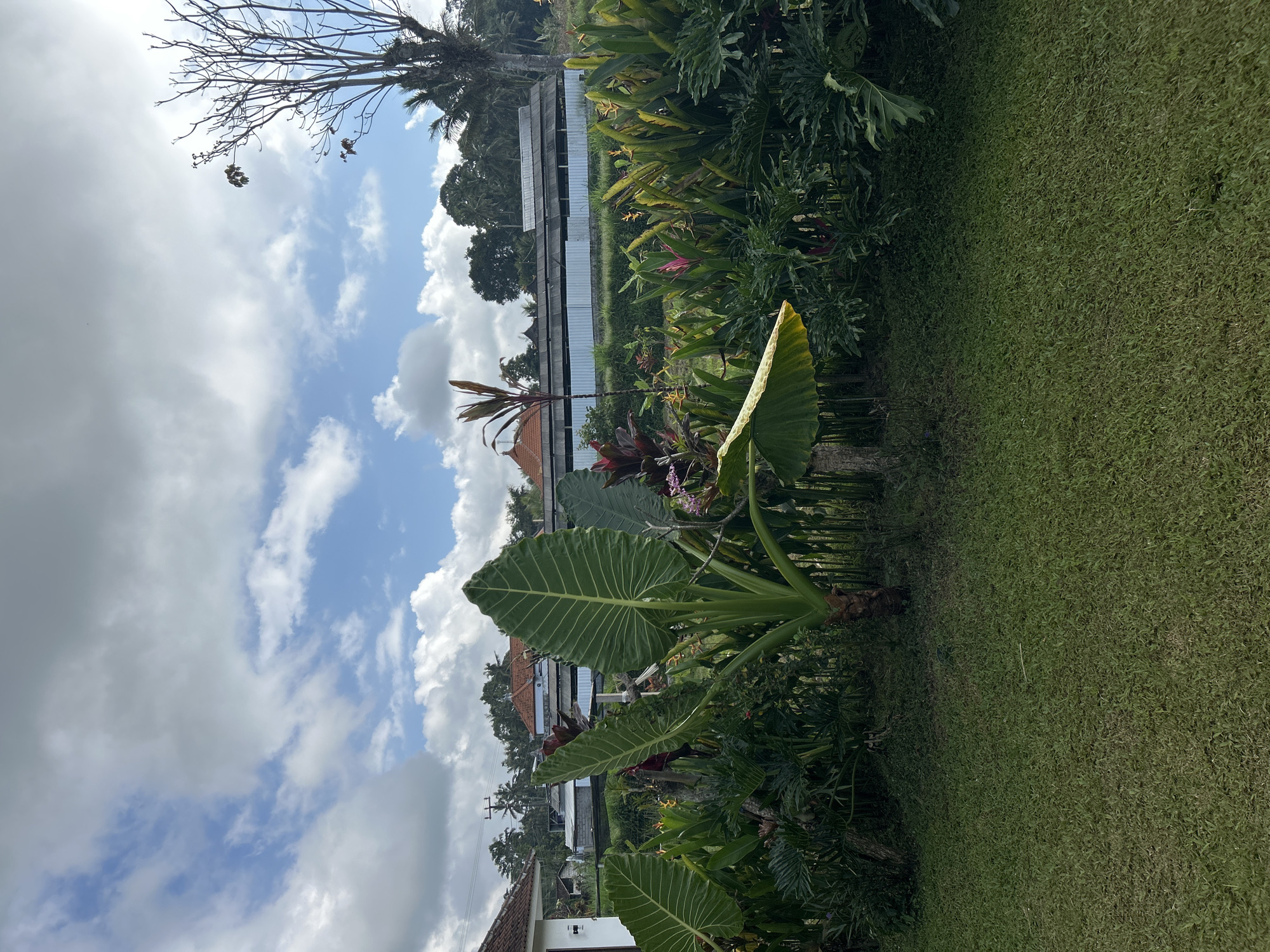 In Tembuku, Indonesia, a lush garden scene unfolds under a partly cloudy sky. A vibrant green lawn occupies the foreground, leading to a dense array of tropical plants. Prominently featured are large, elephant ear-like leaves, some exhibiting yellowing edges. Amidst the foliage, hints of pink and yellow flowers are visible. In the background, a white building with a red-tiled roof sits to the left, and further back, a long, low structure with a corrugated metal roof stretches horizontally. Clusters of palm trees and other lush greenery dot the landscape behind the structures, and a bare tree branch extends from the upper right of the frame. The overall impression is of a tropical, well-maintained outdoor space.