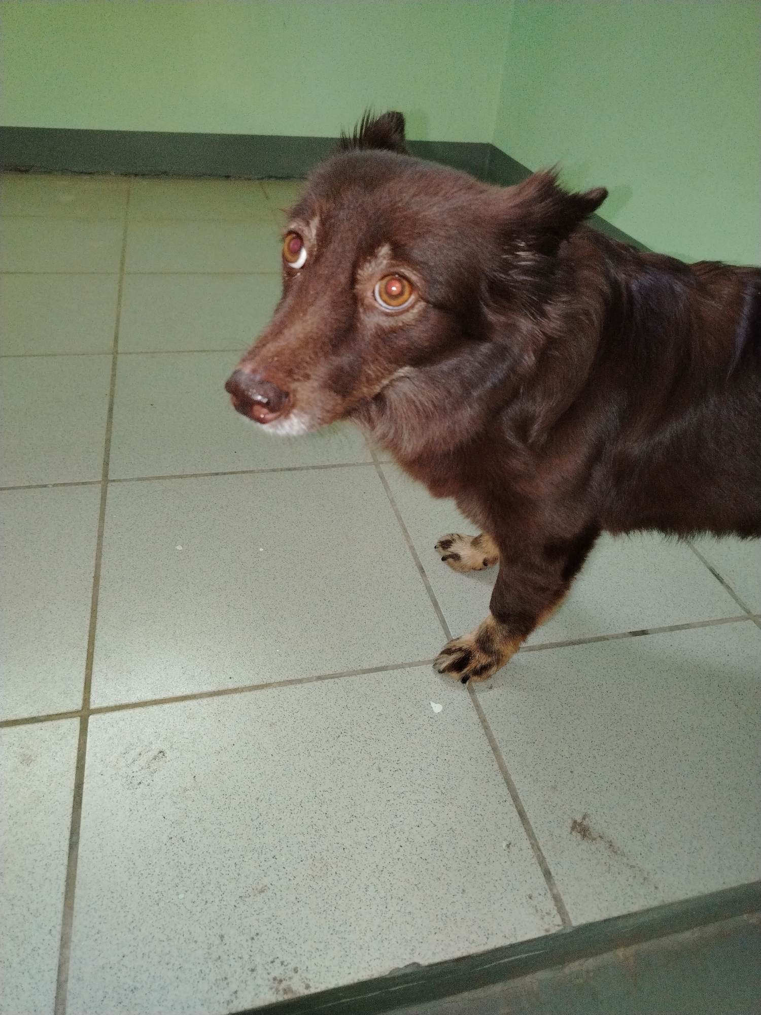 A medium-sized, dark brown dog stands indoors, looking intently towards the left of the frame. The dog has wide, prominent reddish-brown eyes that reflect the indoor lighting, giving it a somewhat startled or curious expression. Its fur is dense and appears slightly shaggy, with a mix of dark brown and hints of lighter brown on its paws and around its muzzle, which has a dark, wet nose. One ear is partially cocked, indicating alertness.
The setting is a simple room with light grey square floor tiles and dark grout lines. The floor shows some scattered specks and dirt, suggesting it's a well-used area. A dark skirting board runs along the bottom of a light, muted green wall. The lighting is even, typical of an indoor environment, making the time of day indeterminate. There is no visible text. The image captures a moment of quiet observation or slight apprehension from the dog in what appears to be a functional indoor space in Noviy, Russia.