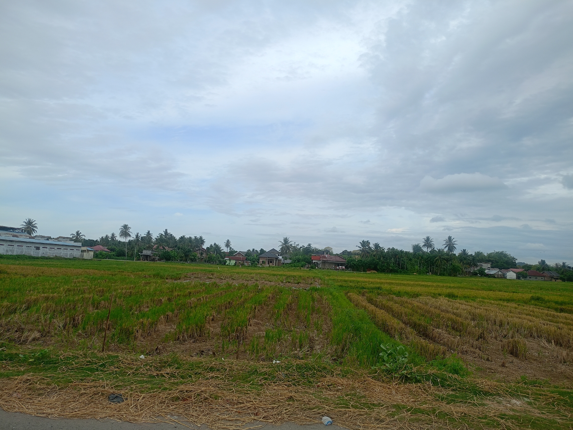 The image depicts a rural landscape in Bireuen, Indonesia, under a cloudy sky. In the foreground, there is a field, possibly a harvested rice paddy, with remnants of straw and some patches of green vegetation. A narrow paved road or pathway borders the field. In the midground, there is a line of trees, including several coconut palms, interspersed with houses and buildings. A large white building with a blue roof and several windows can be seen to the left. In the background, the cloudy sky dominates, obscuring the horizon. There are no visible people or animals in the scene. The environment suggests a humid, tropical climate.