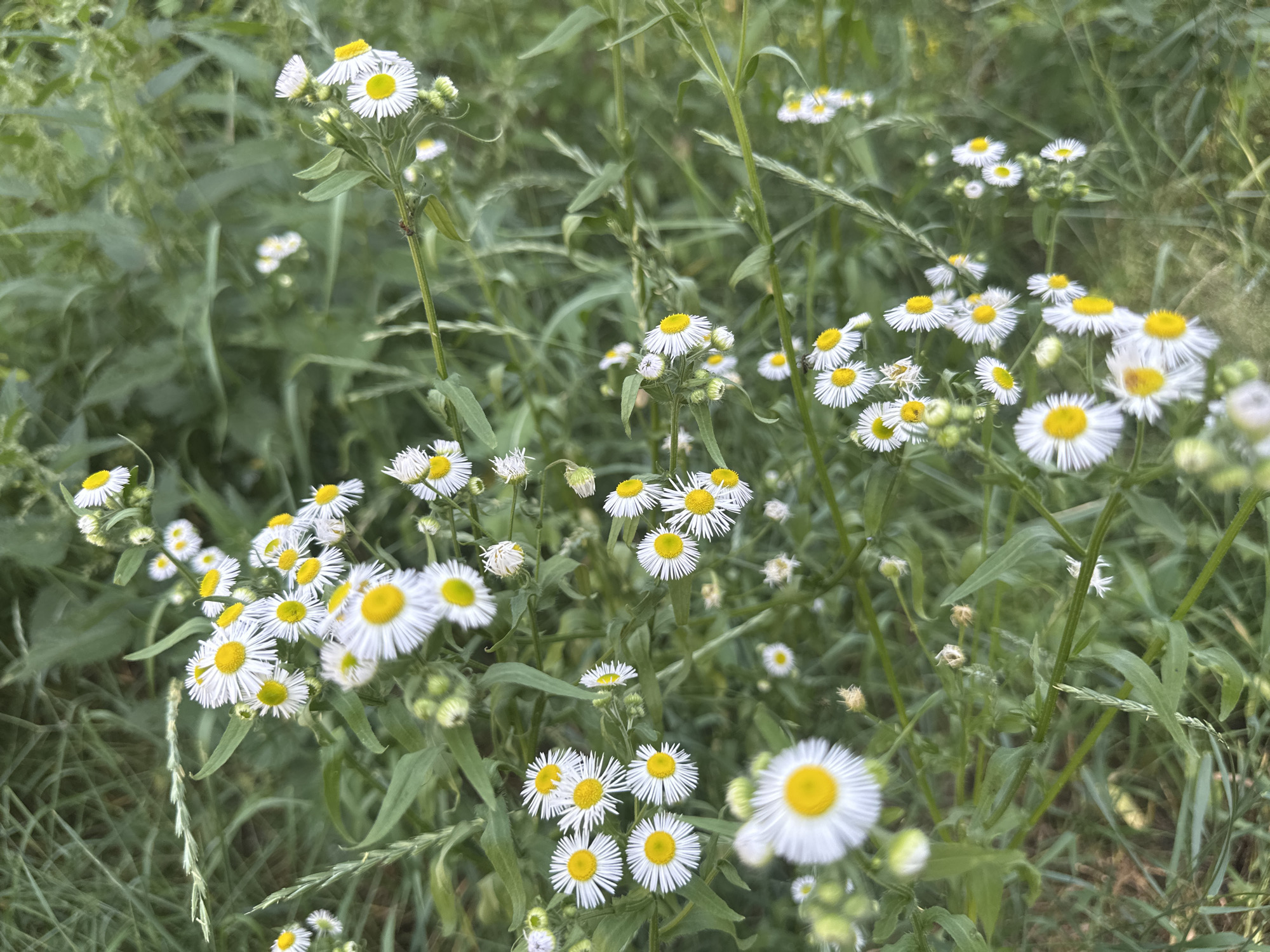 A close-up shot showcases a cluster of white and yellow daisies with green foliage in the background. The daisies are in various stages of bloom, with some fully open and others in bud. The foreground is dominated by several prominent daisies, while the background is a blur of green, suggesting a natural or park-like setting. The lighting is soft, and the image has a shallow depth of field, focusing attention on the flowers in the foreground. There are no people or animals visible in the image.