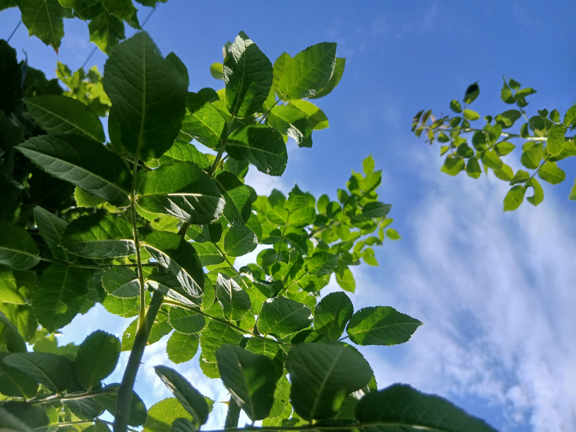 The image depicts a close-up, low-angle view of lush green rose leaves and branches against a bright blue sky with scattered white clouds. The leaves are detailed with visible veins and serrated edges. Some branches are thorny. In the lower right quadrant of the image, a thinner, taller stem with smaller leaves is also visible against the sky. The sunlight highlights the leaves, creating shadows and giving them a vibrant appearance. The scene is characteristic of an outdoor setting, possibly a garden or park, with no specific urban landmarks to identify a particular city.