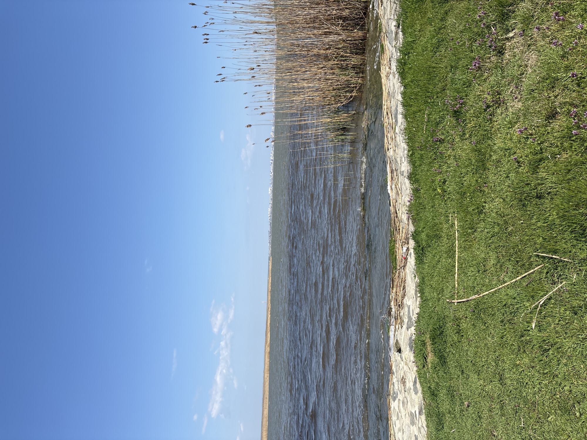 The image depicts a water edge, possibly a lake or sea, adjacent to a grassy bank. Reeds grow along the water's edge. The sky is blue with a few clouds. The image is taken in Burgas, Bulgaria. The water is brown, and the grassy bank is green. There are some twigs on the grass. Some purple flowers are in the grass. The image appears to be taken at ground level.