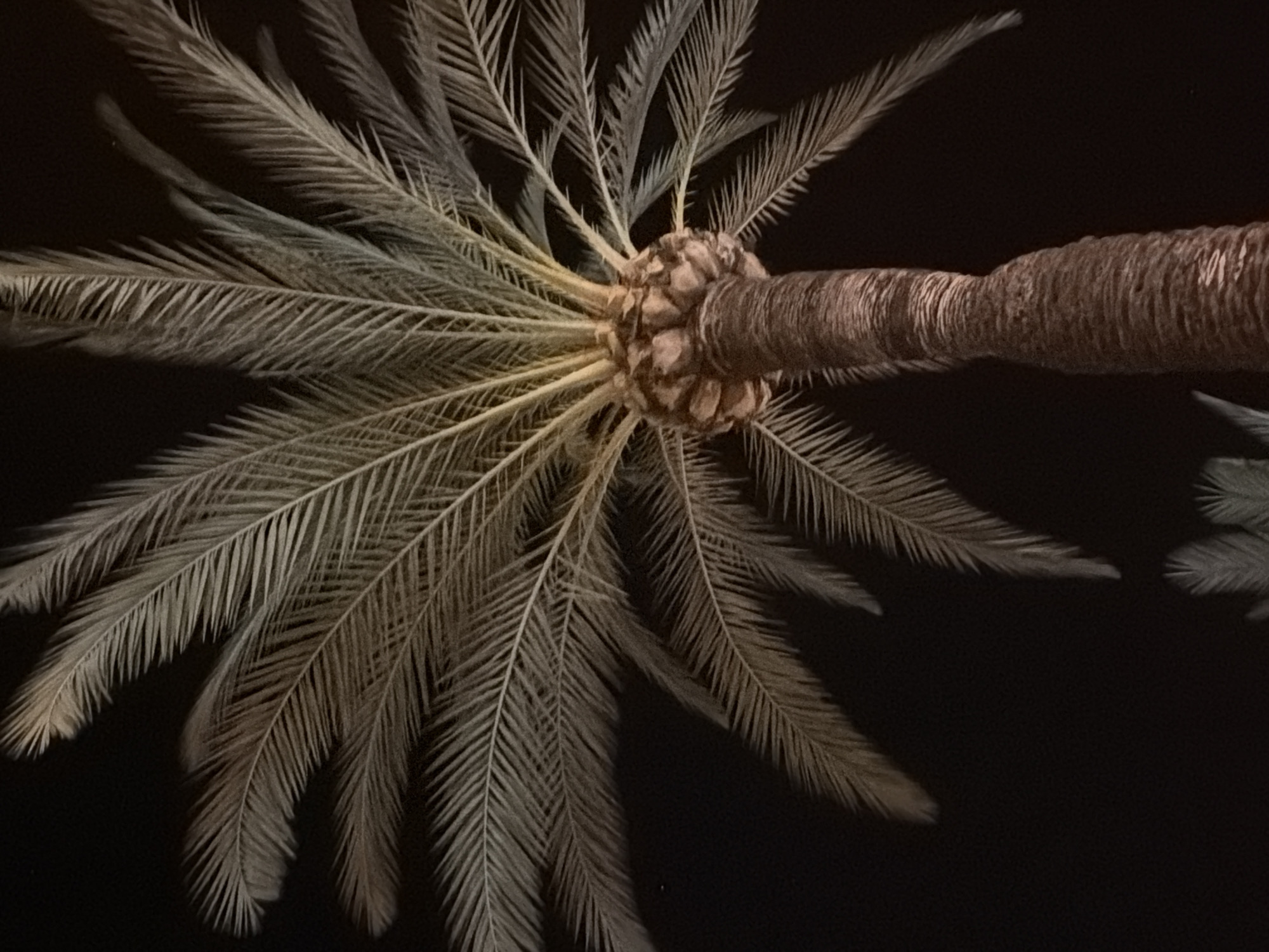 A low-angle shot captures a tall palm tree against a dark night sky in Palmanova, Spain. The tree's trunk is thick and textured with deep, horizontal ridges, gradually tapering as it rises. At the top, a cluster of fronds fans out, their feathery leaves illuminated with a warm, golden light, creating a stark contrast with the black background. The fronds are long and slender, with individual leaflets arranged in a pinnate pattern. The overall impression is one of a majestic, solitary tree silhouetted against the darkness.