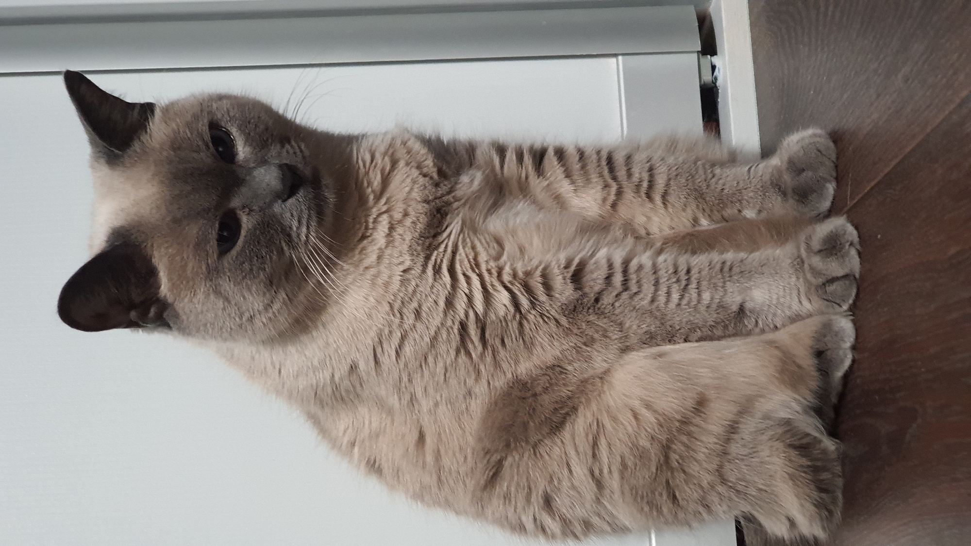 A gray Siamese cat is sitting on a wooden floor in front of a white wall and a closed white door. The cat is looking down and to the right. The environment appears to be indoors, likely in a home. There is no information in the image to suggest a specific location in Krasnoyarsk, Russia.