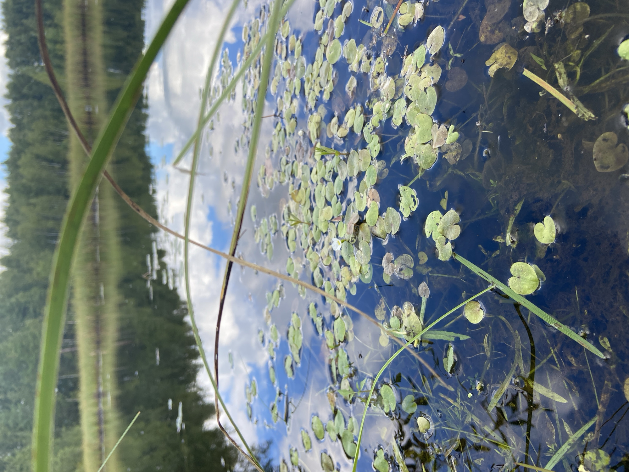The image captures a close-up view of a tranquil body of water, likely a pond or lake, on a clear day with scattered clouds. The water's surface is partially covered with floating aquatic plants, characterized by small, round, green leaves. Submerged aquatic vegetation is visible beneath the surface, adding depth to the scene. Tall grasses and reeds line the distant bank, beyond which a dense forest of trees extends towards the horizon under a blue sky. Reflections of the sky and the surrounding trees are clearly visible on the water's surface. The scene is set in Авиатор Снт, Russia. There are no people or animals visible in the image, and no actions or interactions are depicted. The overall impression is one of natural serenity and stillness.