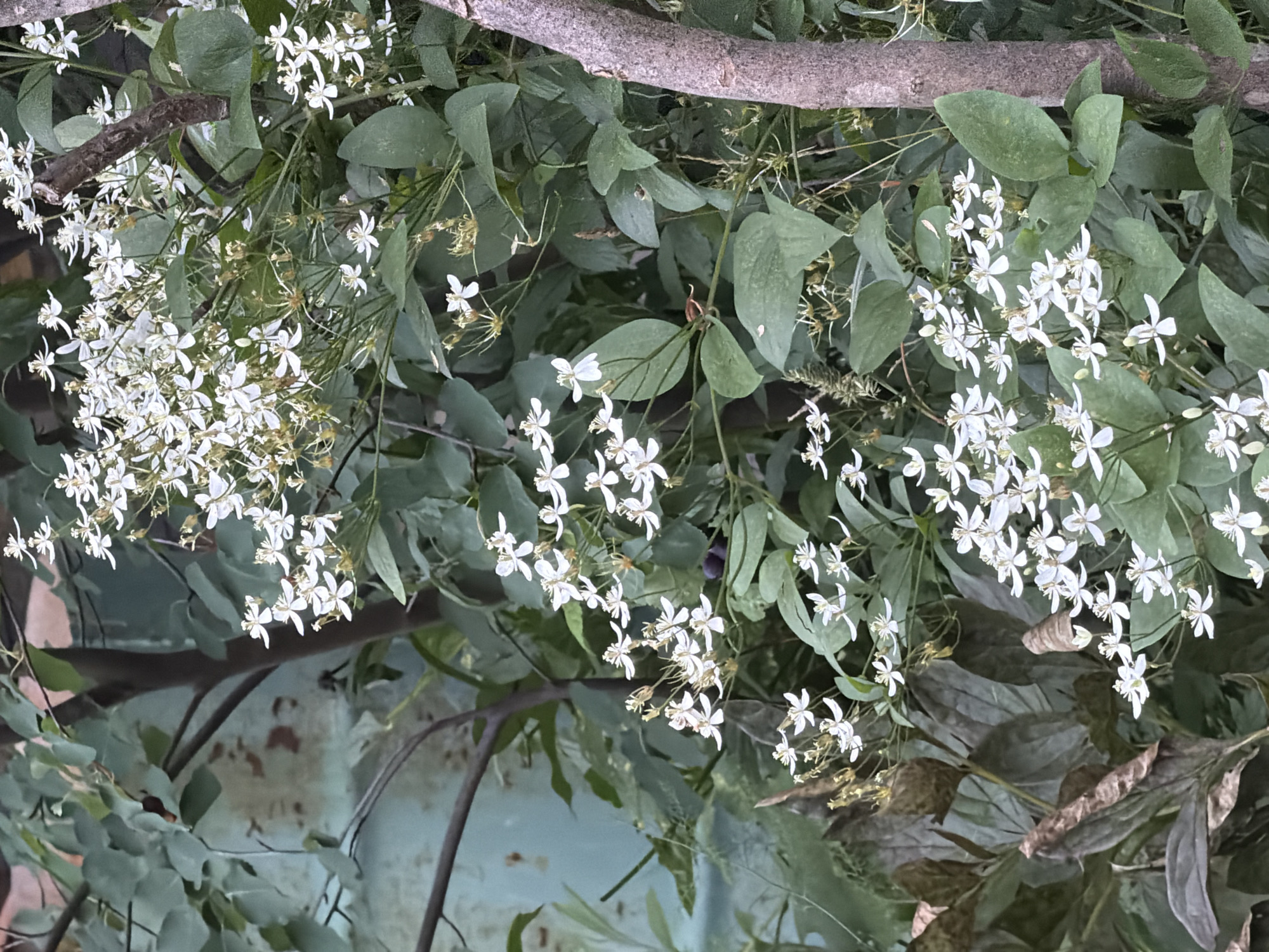 The image shows a close-up of a flowering vine with small white blossoms and green leaves. The vine is growing against a textured, weathered background that appears to be an outdoor wall or fence. The lighting suggests it is daytime. There are no people or animals visible in the image. The overall scene is natural and slightly overgrown. The location in Petukhi, Russia is not discernible from the visual information in the image.