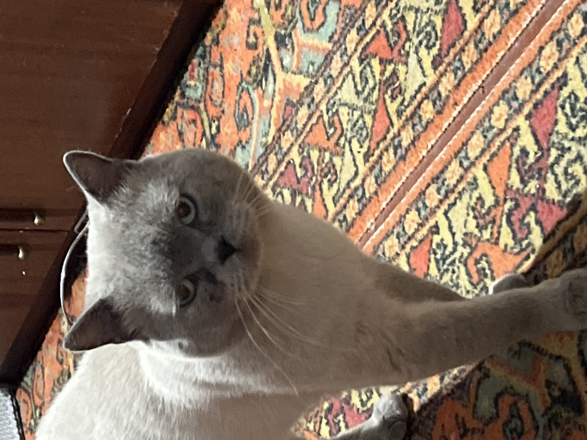 A grey cat with a light cream underside stands on a patterned carpet. The cat is facing the camera, with its head slightly tilted. The carpet has an orange, yellow, and green geometric pattern. In the background, a dark brown wooden cabinet with two doors is visible. The overall scene appears to be indoors.