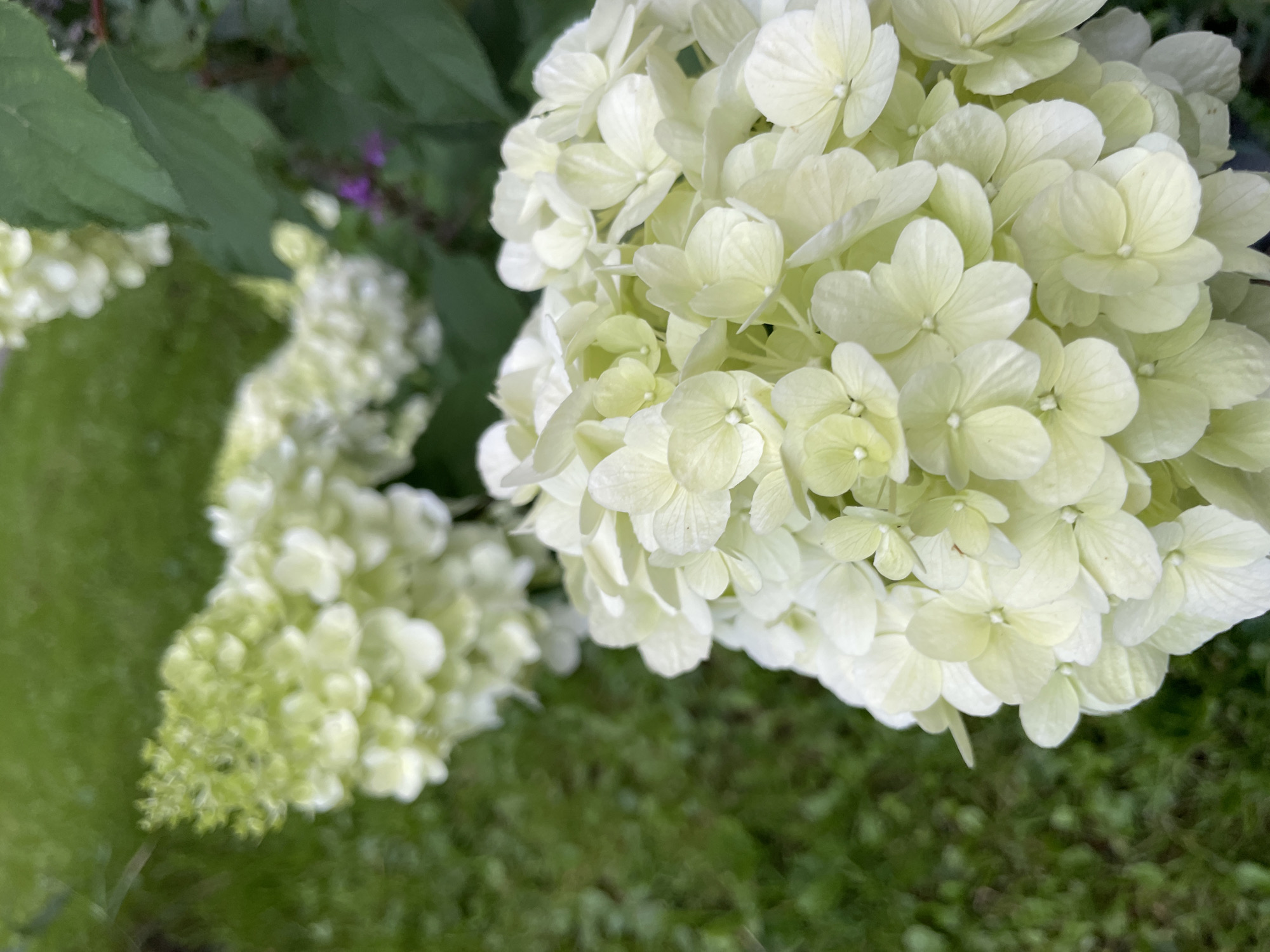 The image shows a close-up of two white hydrangeas in a garden setting. The foreground features a cluster of white hydrangea blooms with a few hints of pale green. In the background, another cluster of white hydrangeas is visible, appearing slightly out of focus, with some green foliage and a hint of purple flowers. The ground is covered in green grass. The image does not depict any people, actions, or interactions. The scene appears to be outdoors in a residential or park area. No specific location in Khimki, Russia can be determined from the image itself.