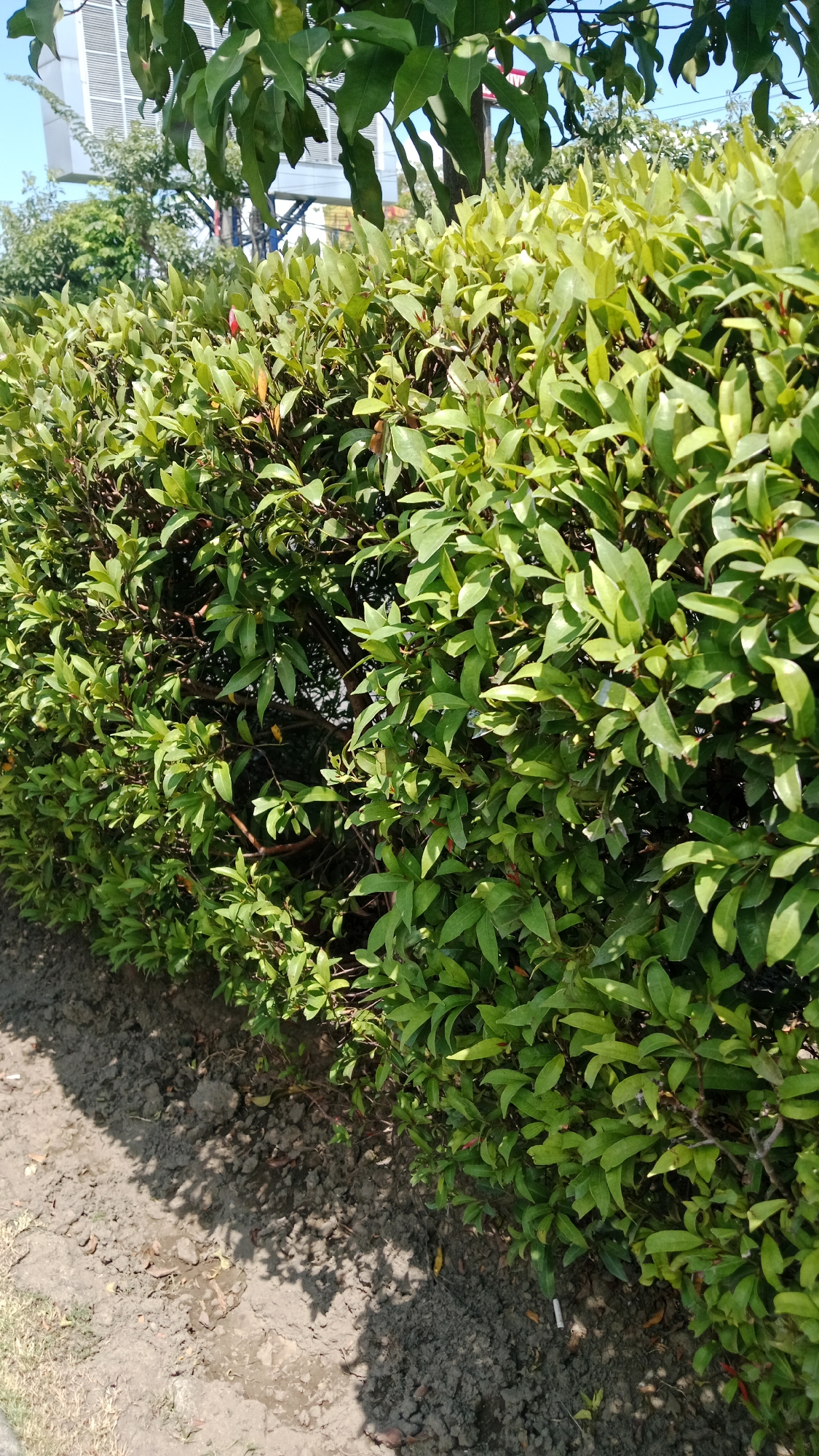 The image captures a dense, green hedge bordering a dirt path in Kuta, Indonesia. The hedge is composed of many small, ovular leaves with a slight sheen, varying in shades of green with some reddish-brown accents visible on the stems and newer growth. Sunlight filters through the leaves, creating dappled shadows on the ground. The ground itself is a mix of dry dirt, small pebbles, and some sparse, dry grass on the left side. A few discarded cigarette butts are visible on the ground near the hedge. In the background, glimpses of tall buildings with horizontal louvers and some taller trees suggest an urban or semi-urban environment. The sky is a clear blue. The perspective is from ground level, looking slightly upwards towards the hedge and the background.