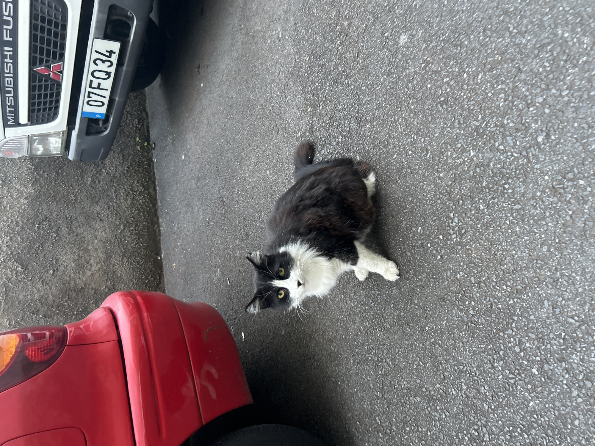 A black and white cat sits on asphalt between a red car and a white Mitsubishi Fuso truck in Câmara de Lobos, Portugal. The truck's license plate reads "07FQ34". The cat faces the camera.