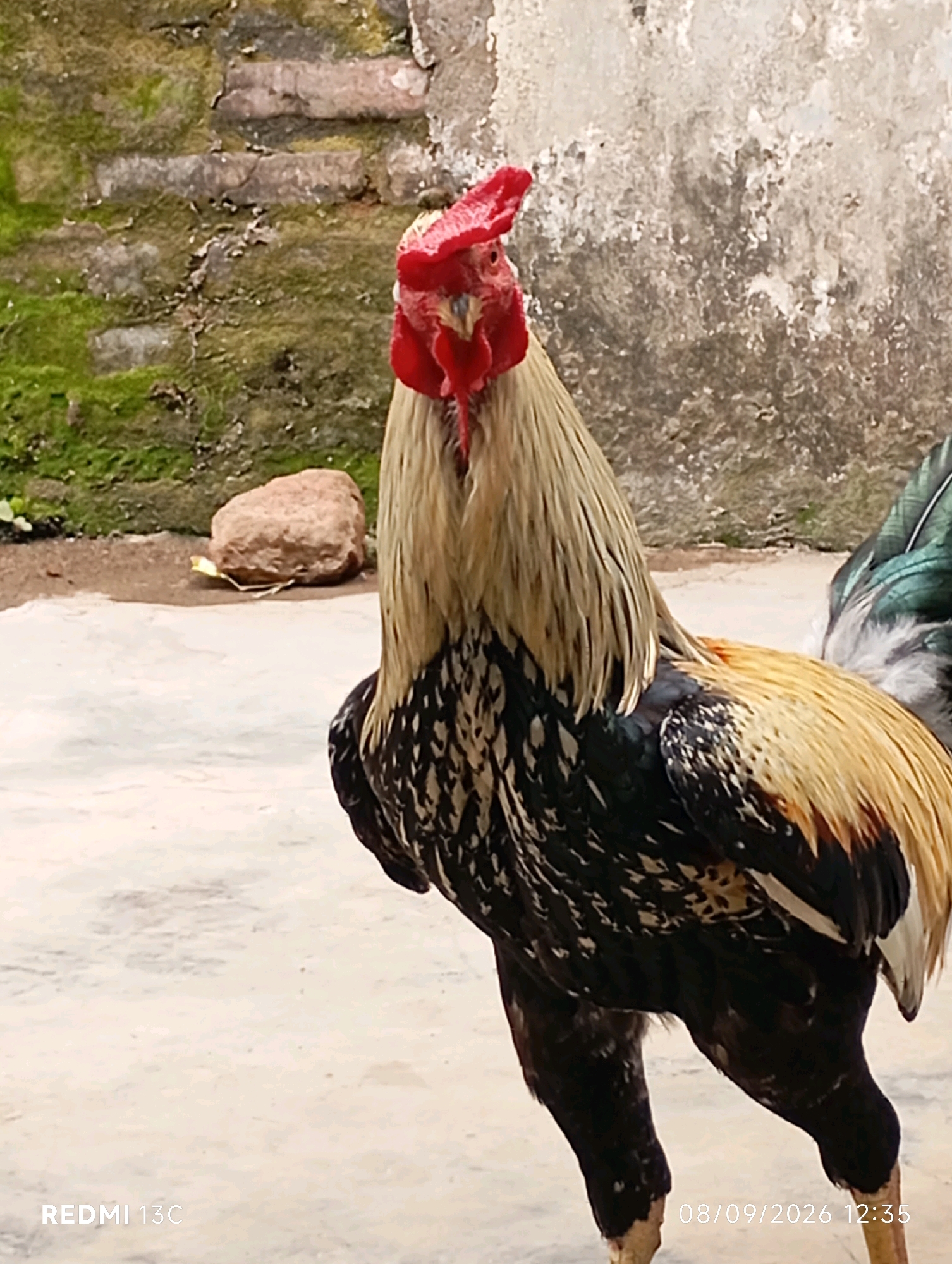 An adult male chicken, identified as a rooster, is positioned in the foreground of the image. It has a bright red comb and wattles, a light blonde mane, and a body covered in black, white, and gold feathers. The rooster is standing on a light-colored concrete surface. In the background, there is a rough, moss-covered brick wall. To the left of the rooster, there is a single, light brown, rounded stone. The scene appears to be an outdoor environment, possibly a yard or courtyard. The bottom left corner of the image displays the text "REDMI 13C," and the bottom right corner shows the date and time "08/09/2026 12:35." This location is identified as Ambulu, Indonesia, based on the provided context.