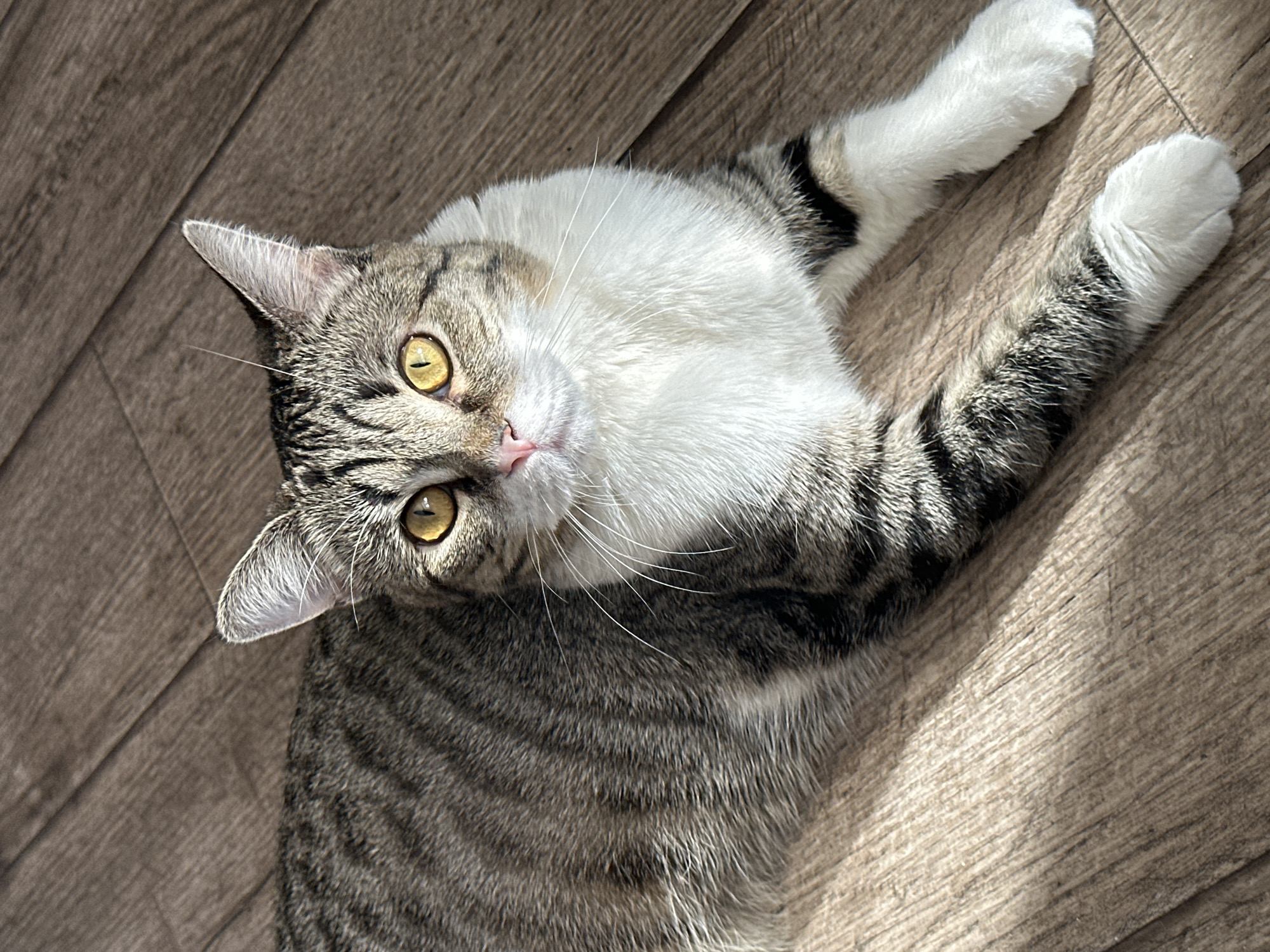 The image displays a domestic tabby cat lying prone on a light-brown wooden floor in Chaikovsky, Russia. The cat exhibits a grey-brown striped coat with prominent white fur on its chest, belly, and front paws. Its head is oriented directly towards the viewer, featuring bright yellow eyes with black vertical pupils, a pink nose, and long white whiskers. Distinct shadows are cast across the wooden floor and the cat's fur, indicating strong natural light originating from an upper-left source. No other subjects or objects are present.