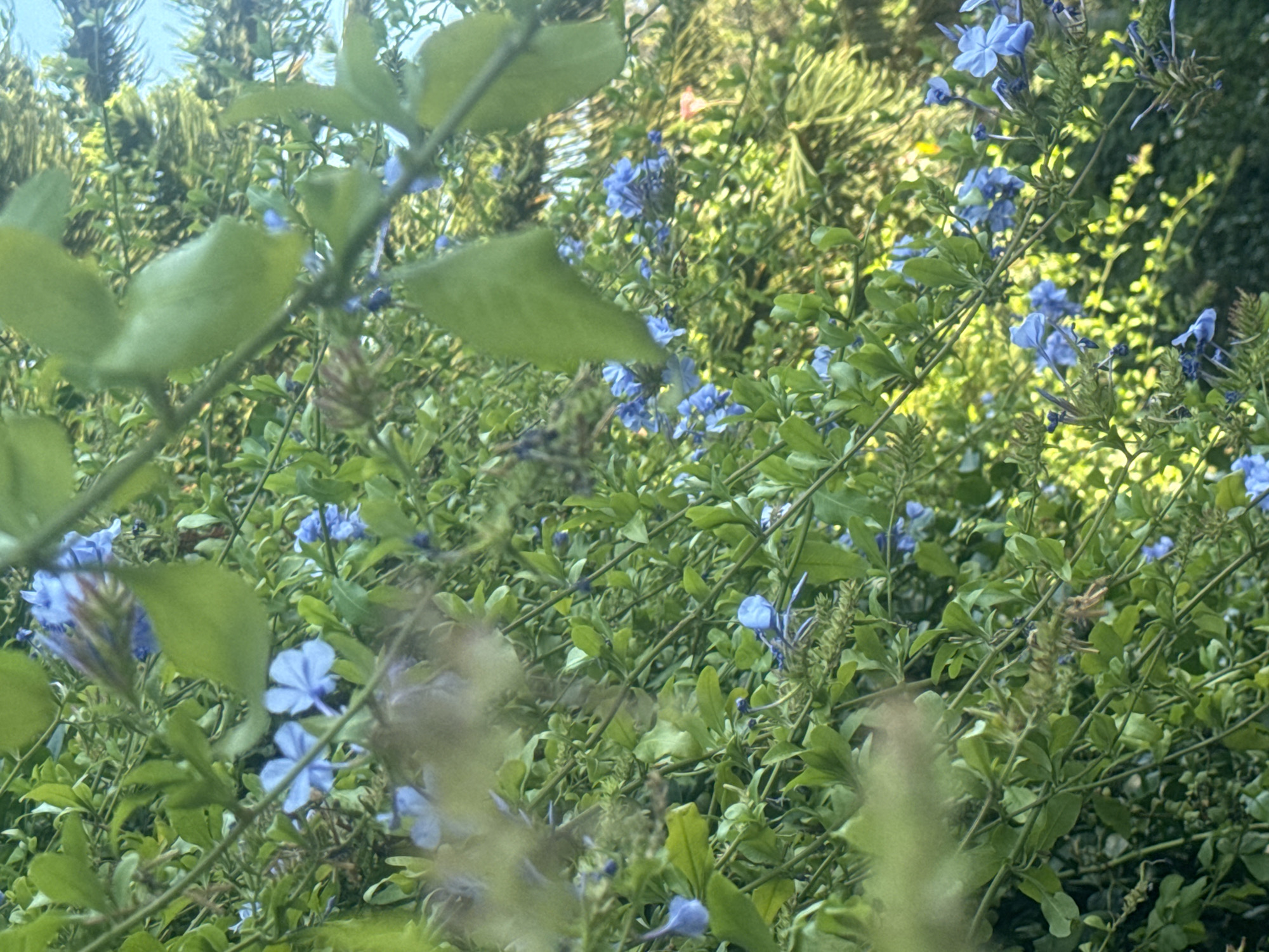 The image depicts a dense arrangement of Plumbago auriculata plants in Ramat Gan, Israel. The plants feature small, light blue flowers and green foliage. The perspective is close, focusing on the intricacies of the plant life. The plants are positioned outdoors, with sunlight filtering through the foliage. The environment appears to be a garden or natural space.