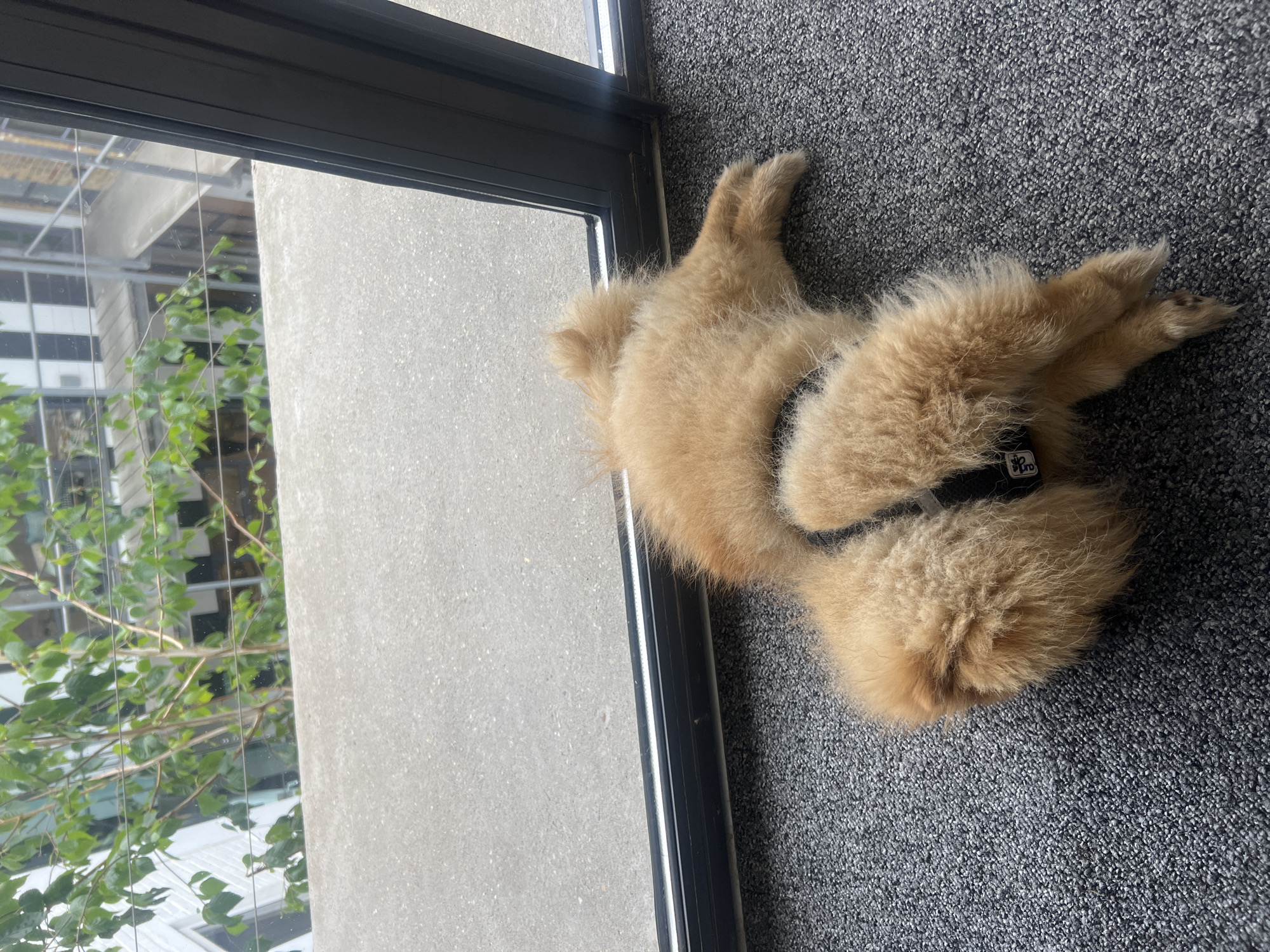 A light brown Golden Doodle dog lies curled on gray carpeting indoors, near a window with a black frame. The dog wears a black harness. Outside the window, a green tree is visible, and buildings can be seen reflected in the window. The scene is located in London, United Kingdom.