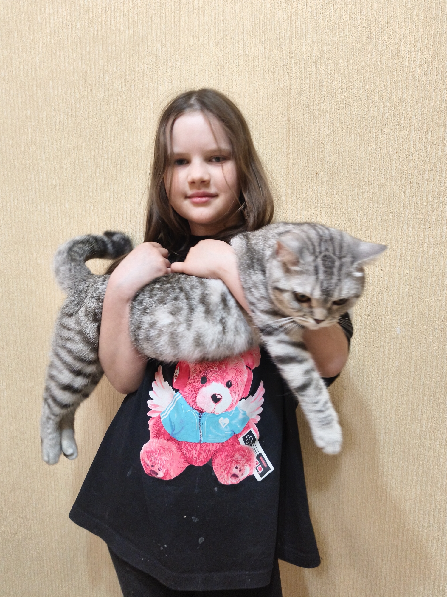 A young girl is holding a grey tabby cat. The girl has long brown hair and is wearing a black t-shirt with a pink teddy bear graphic. The cat has green eyes and is looking down. The background is a plain, light-colored wall. The location is unknown.