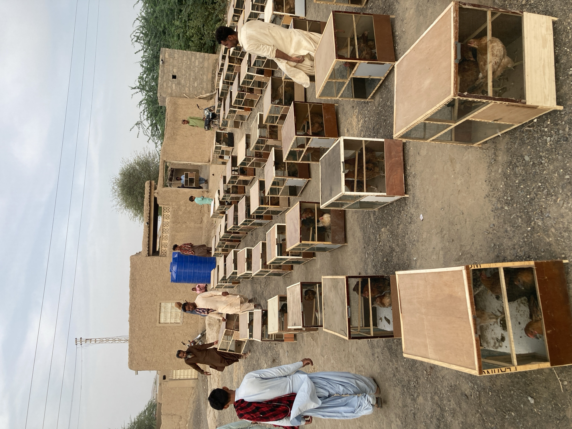 This image captures an outdoor scene, likely a poultry market or exhibition, in Wayāro, Pakistan. Numerous wooden and wire mesh cages, each containing one or more chickens, are meticulously arranged in rows on a dirt and gravel ground that stretches into the background.
Several men are present, dressed in traditional South Asian attire such as shalwar kameez and kurtas. In the foreground, a man in a white kurta is bending over one of the cages, appearing to inspect the bird inside. Another man, wearing a light blue shalwar and a plaid shirt, stands with his back to the viewer. Other men in varying colored garments are scattered throughout the market, some observing, some moving between the rows of cages.
The background features simple, single-story buildings constructed from mud-brick or concrete, typical of rural architecture, with green trees and bushes providing some natural cover. A blue plastic water tank is visible near one of these buildings, and a motorcycle is parked further back. Electrical wires traverse the sky, connected to a utility pole. The sky is overcast, indicating daytime without direct sunlight, suggesting either morning or late afternoon. The overall atmosphere appears focused and calm, with individuals engaged in the activity of the market. The word "PIVIT" is faintly visible on the side of one of the wooden cages.