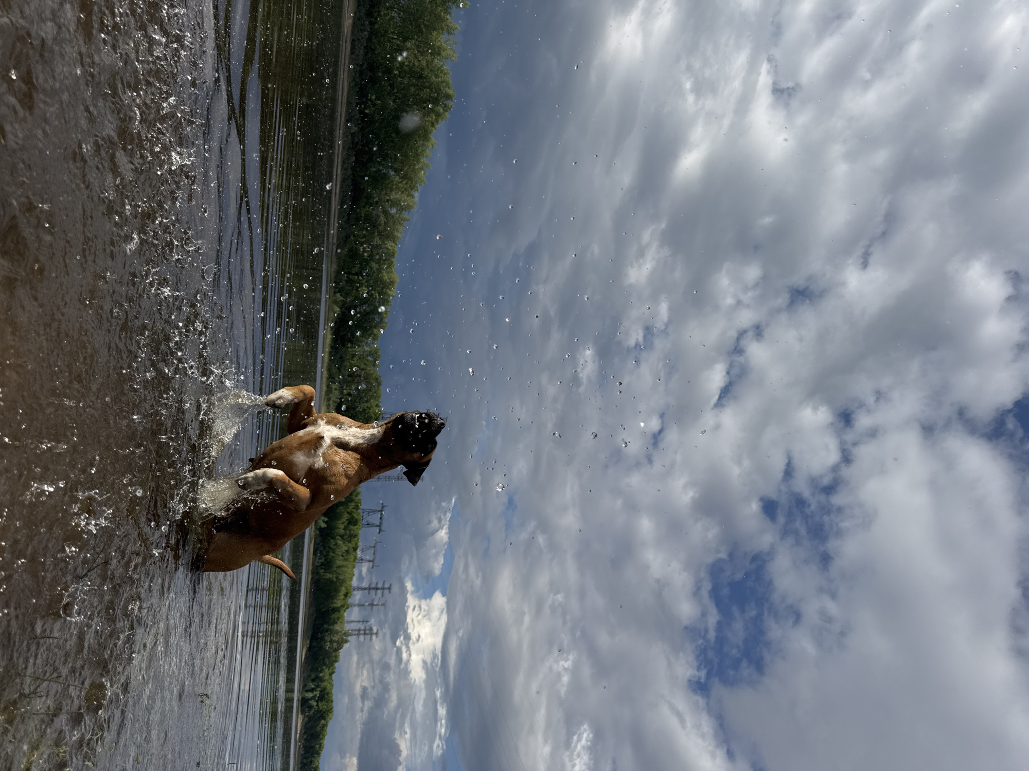 A brown and white boxer dog is captured mid-air, leaping out of the dark water of the Kama River. The dog's mouth is open, and water splashes around it, creating a dynamic spray. In the background, a line of lush green trees forms the riverbank, with the city of Chaikovsky, Russia visible further beyond, indicated by the presence of power line pylons. The sky above is dramatic, with a mix of dark, brooding storm clouds and patches of lighter sky. The perspective is low, emphasizing the dog's action and the vastness of the sky and water.