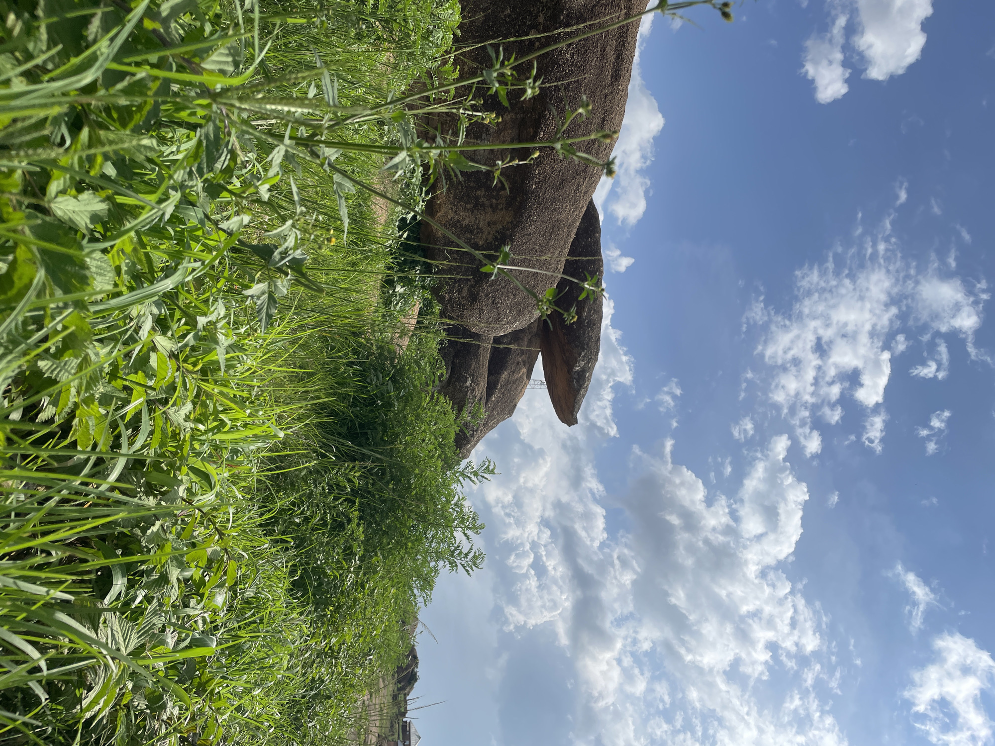 This is a vertical, eye-level shot of a natural scene under a bright, partly cloudy sky. The foreground is dominated by lush green foliage, including tall grasses and leafy plants. These plants are positioned to the left of the frame, partially obscuring a large, weathered rock formation that occupies the middle ground. The rock is a dominant feature, with a rough, textured surface.
In the background, the sky is a vibrant blue, scattered with fluffy white clouds. The lighting suggests it is daytime, likely mid-morning or afternoon, with the sun casting a warm glow. There are no people or man-made objects clearly visible, creating a sense of wilderness and untouched nature. The overall mood is serene and peaceful, emphasizing the beauty of the natural landscape. The image appears to be taken outdoors, possibly in a rural or undeveloped area. No text is visible in the image.