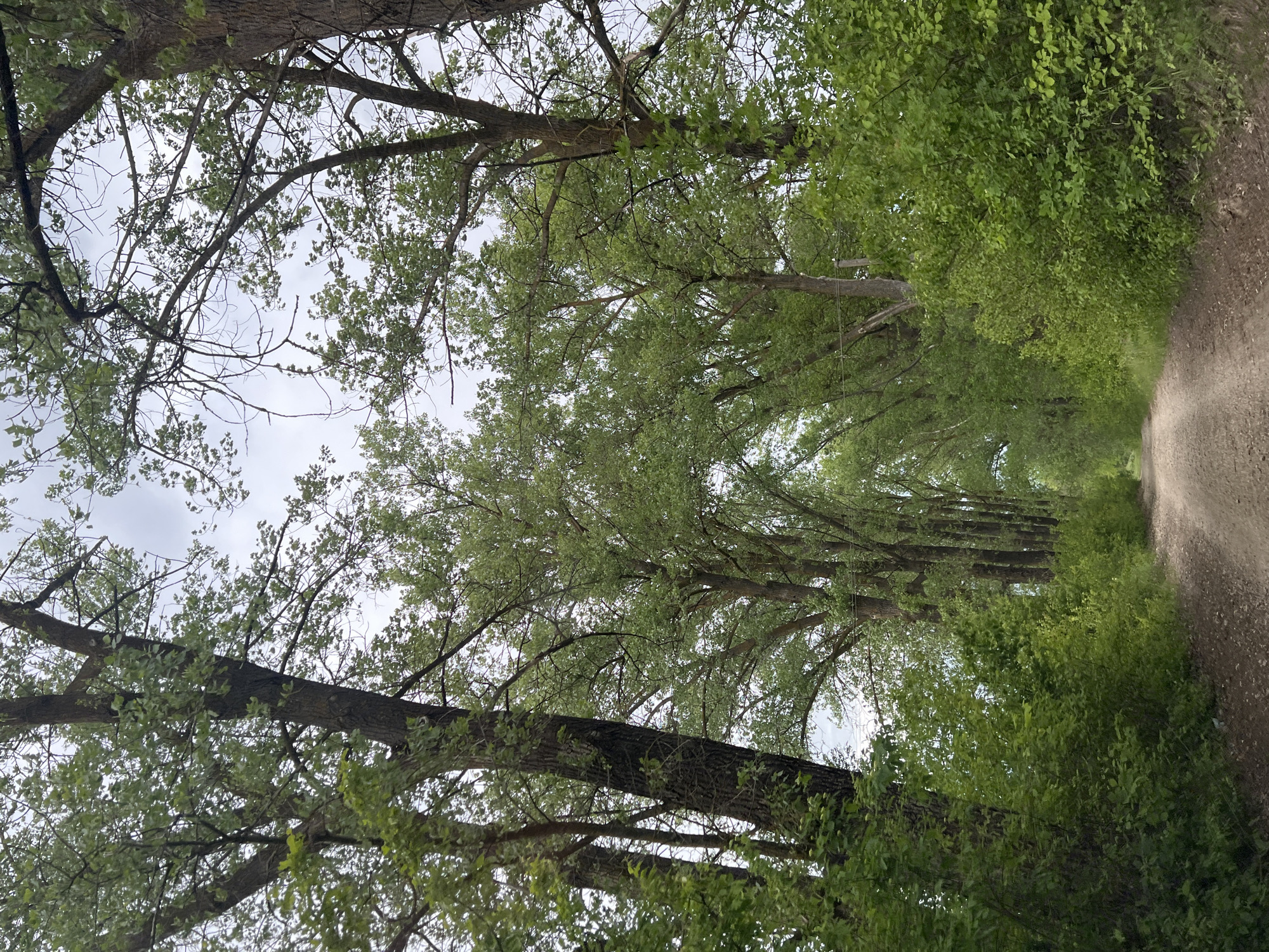 The image depicts a dirt road winding through a tree-lined path. Trees form a canopy overhead, with glimpses of a cloudy sky visible through the branches. Green foliage lines both sides of the road, creating a tunnel-like effect. The dirt road stretches into the distance, gradually fading into a light haze. The location is Kozivka, Ukraine.