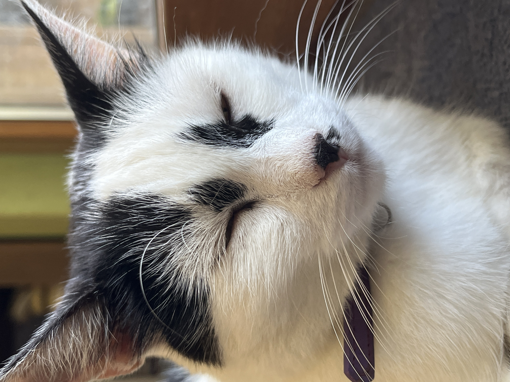 A close-up, eye-level shot shows a black and white cat with its eyes closed. The cat's fur is predominantly white with black markings on its face and head. Its ears are visible, with the left ear showing a pinkish interior. A purple collar is present around the cat's neck. The background is blurred, with hints of a window and wooden furniture. This scene is depicted in Ureki, Georgia.