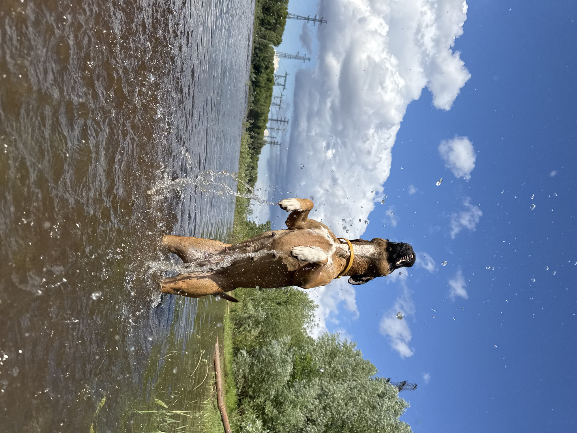 A brown and white dog is joyfully splashing in murky water. The dog is mid-air, shaking its body and sending water droplets flying. It is wearing a yellow collar. The setting appears to be a riverbank, with green trees and grass along the shore. In the background, tall power pylons stand against a bright blue sky filled with fluffy white clouds. The sun is shining, indicating it is daytime, and the weather is pleasant. The overall mood is one of playful exuberance.