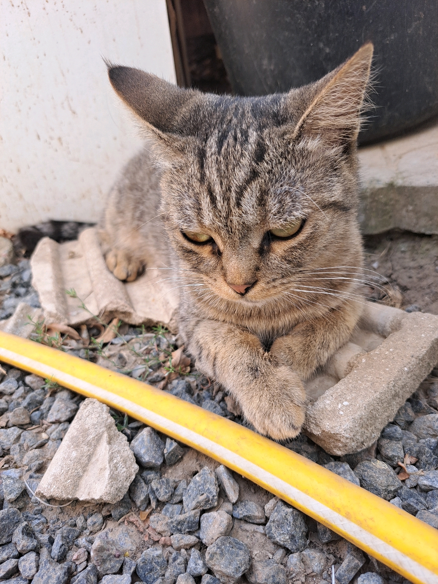 A medium-sized tabby cat with grey and brown stripes is lying down on a piece of cardboard, which is situated on a bed of grey gravel. The cat is facing forward, with its paws tucked underneath its chest. Its eyes are partially closed, giving it a drowsy appearance. A yellow and white hose lies diagonally across the gravel in front of the cat. In the background, a white wall and a dark, cylindrical object are visible. The scene appears to be outdoors, possibly in a yard or alleyway. The location is specified as Vypasne, Ukraine.