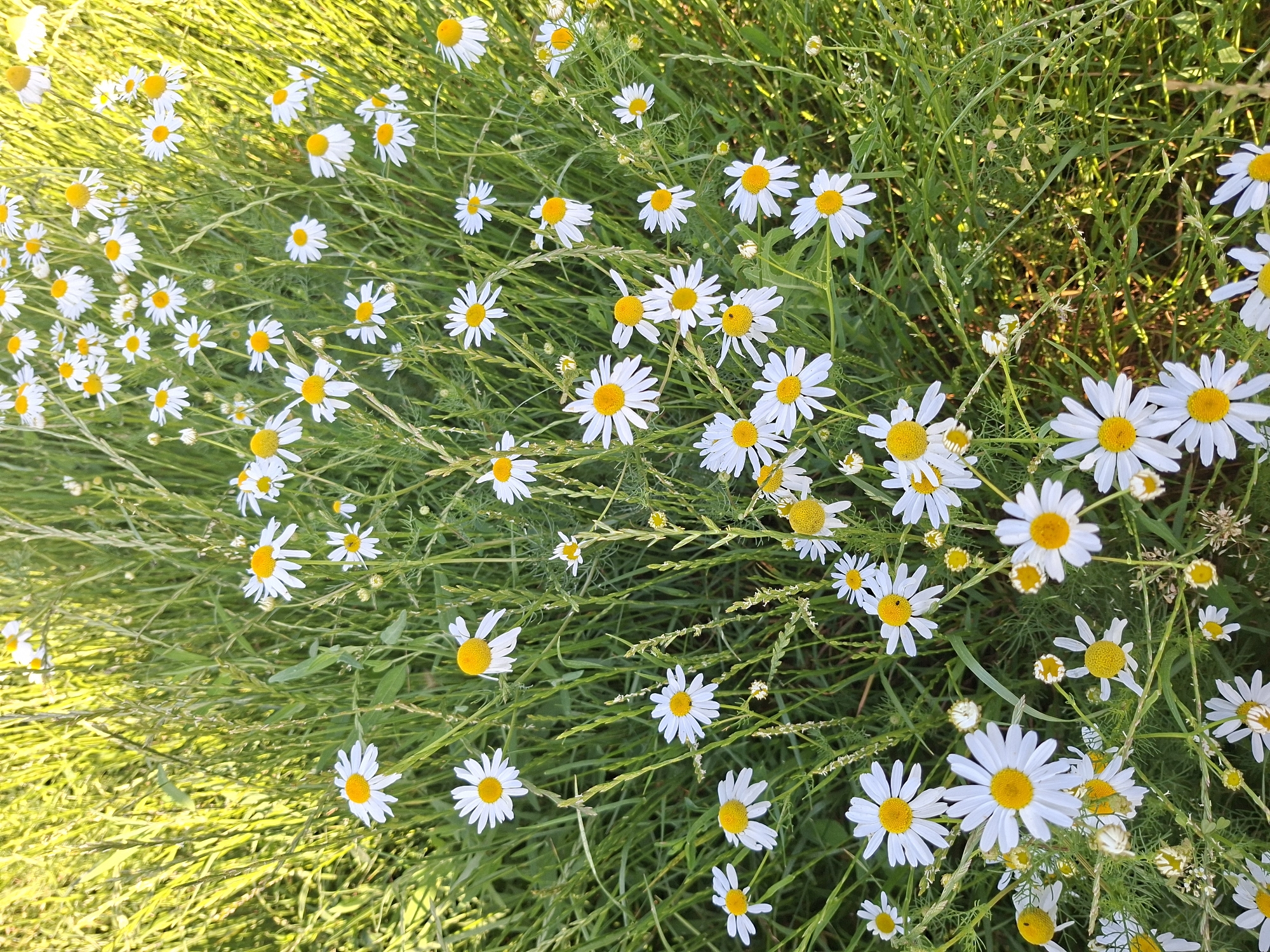 This is a high-angle, close-up shot of a field of daisies bathed in natural sunlight. The daisies, with their white petals and yellow centers, are scattered throughout lush green grass and foliage. The lighting creates a warm, slightly hazy effect, with some areas of the grass appearing bright and others in soft shadow. The overall scene is one of natural beauty and a vibrant meadow setting. The location is listed as Unknown, Unknown, indicating that specific geographical details are unavailable. There are no people or discernible actions depicted in the image.