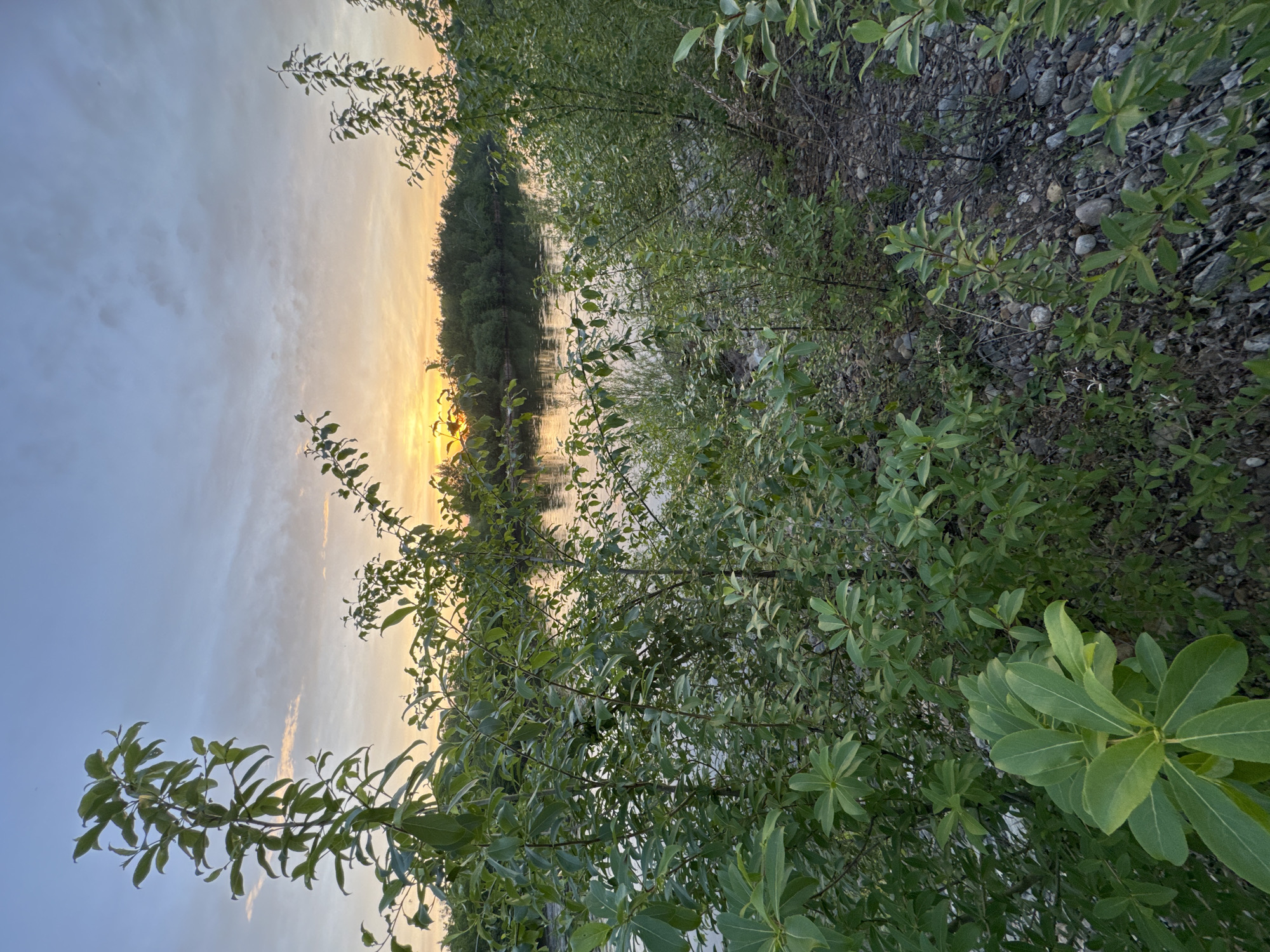 The image depicts a landscape scene, likely at dusk or dawn, alongside a body of water, possibly a river or lake. The camera is positioned close to the edge of the water, with foliage, primarily trees and shrubs, filling the foreground. The ground appears rocky. The water reflects the sky, which shows a blend of pale blue and orange hues indicative of a sunrise or sunset. A treeline is visible in the distance across the water.
Without additional information, I cannot confirm the location is Ptichnik, Russia.